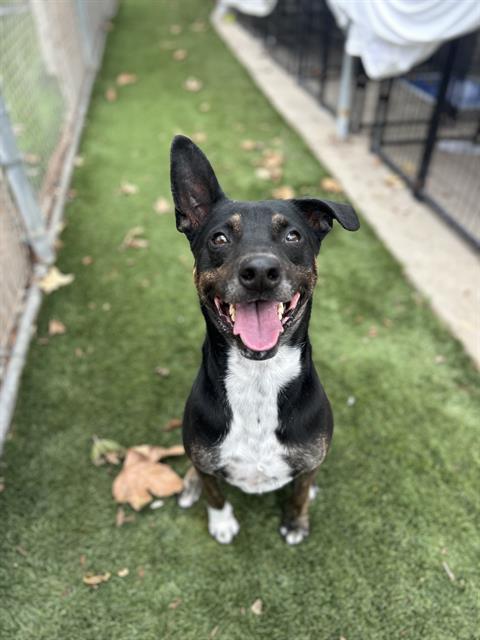 OLIVER, Adoptable, Adult Male Labrador Retriever & Mixed Breed.