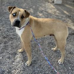 Bertha, a Adoptable mixed breed in Bullhead City, AZ image 1/3
