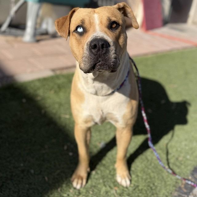 Bertha, a Adoptable mixed breed in Bullhead City, AZ image 2/3