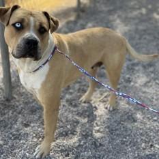 Bertha, a Adoptable mixed breed in Bullhead City, AZ image 3/3
