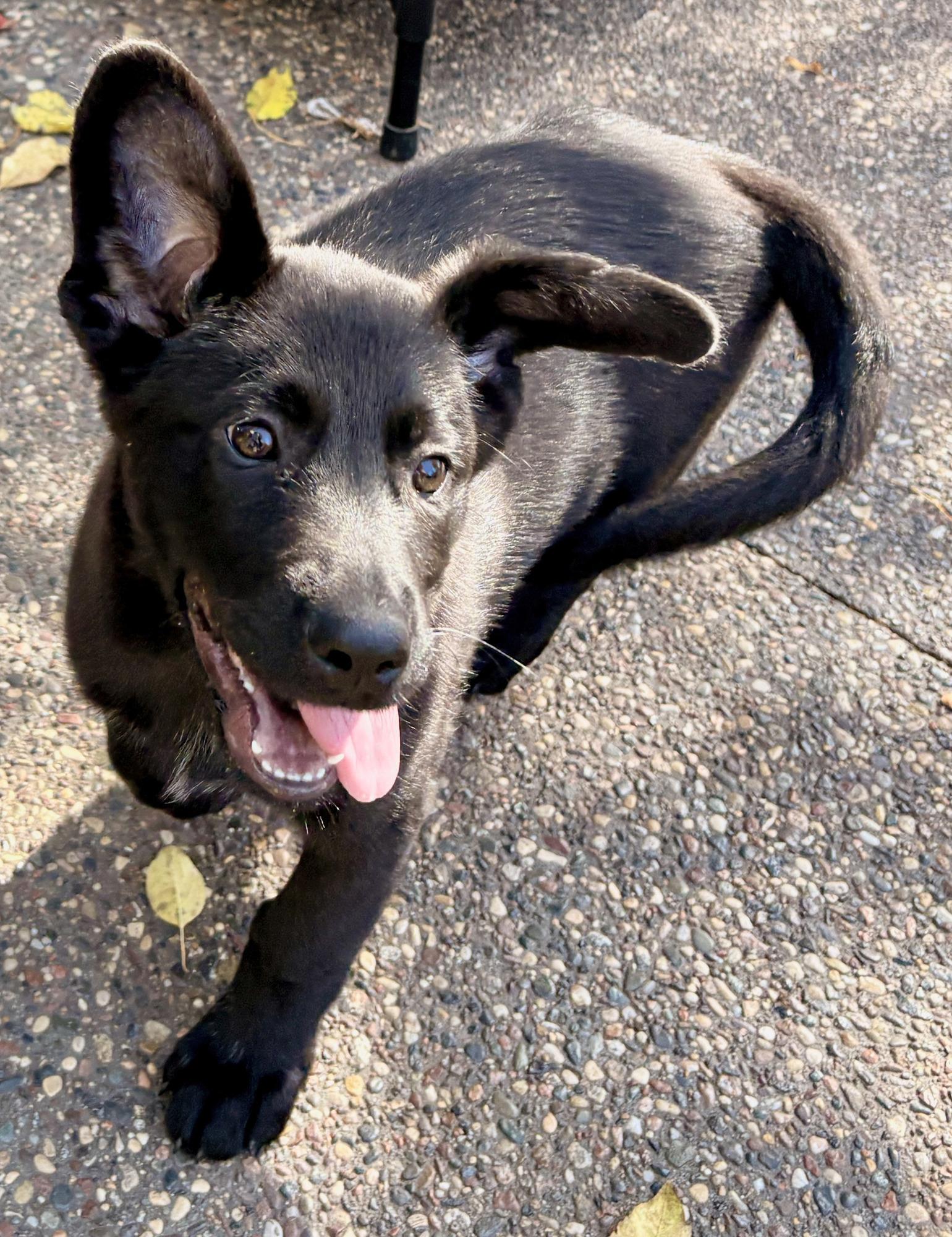 Enlarge Malone, a Adoptable mixed breed in Minneapolis, MN image 6/6