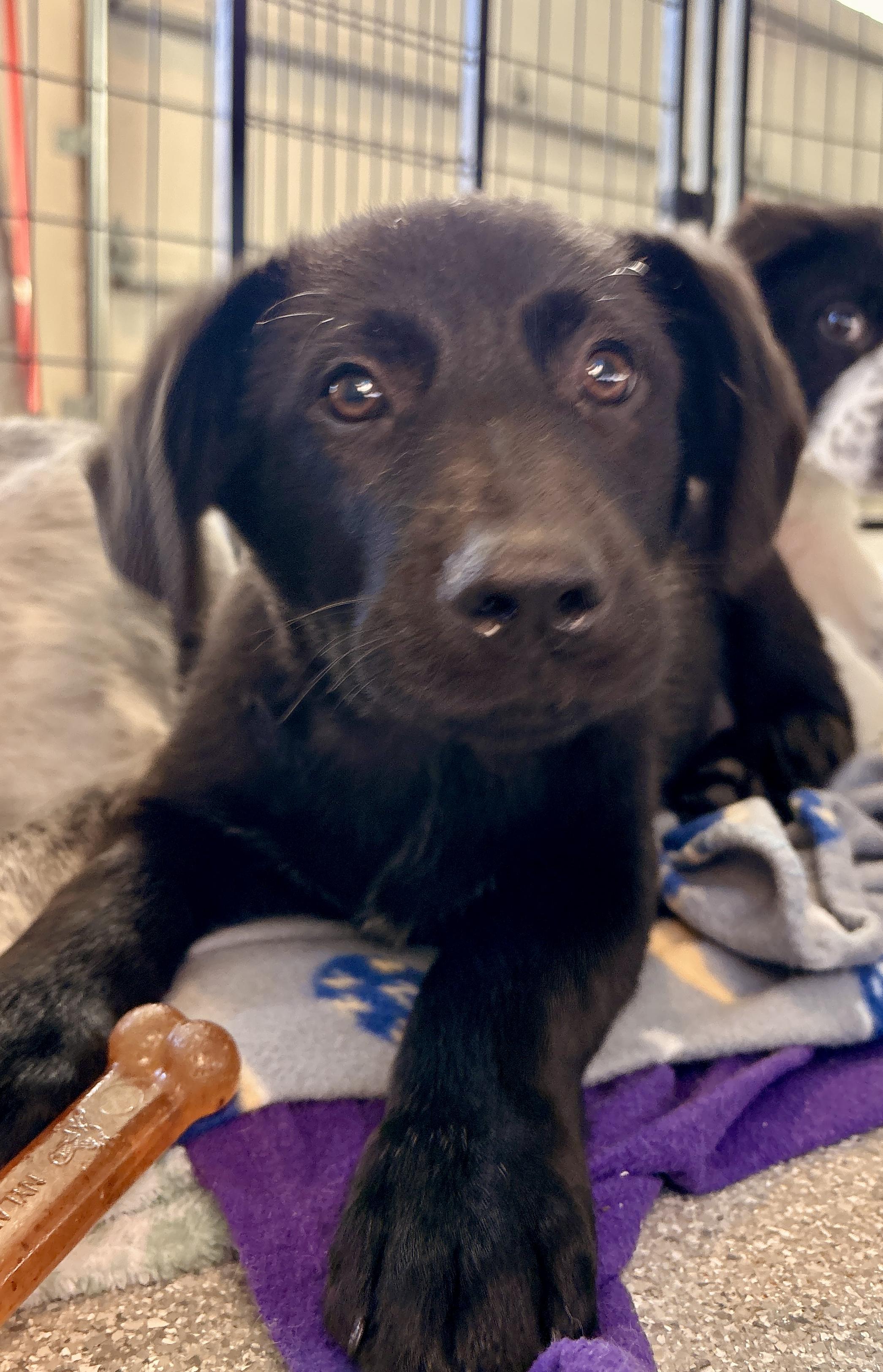 Enlarge Malone, a Adoptable mixed breed in Minneapolis, MN image 5/6