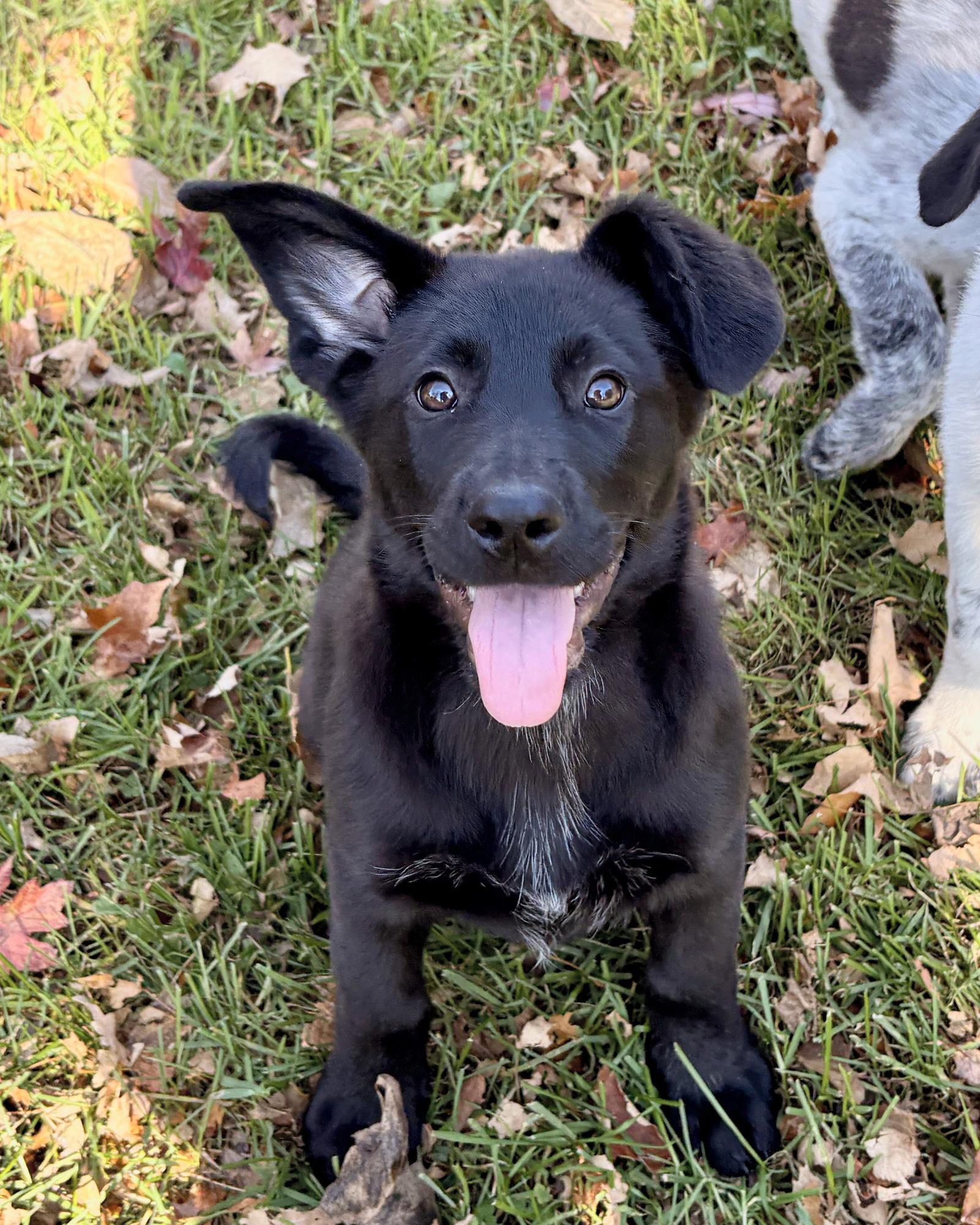 Malone, Adoptable, Puppy Male Shepherd & Great Pyrenees.