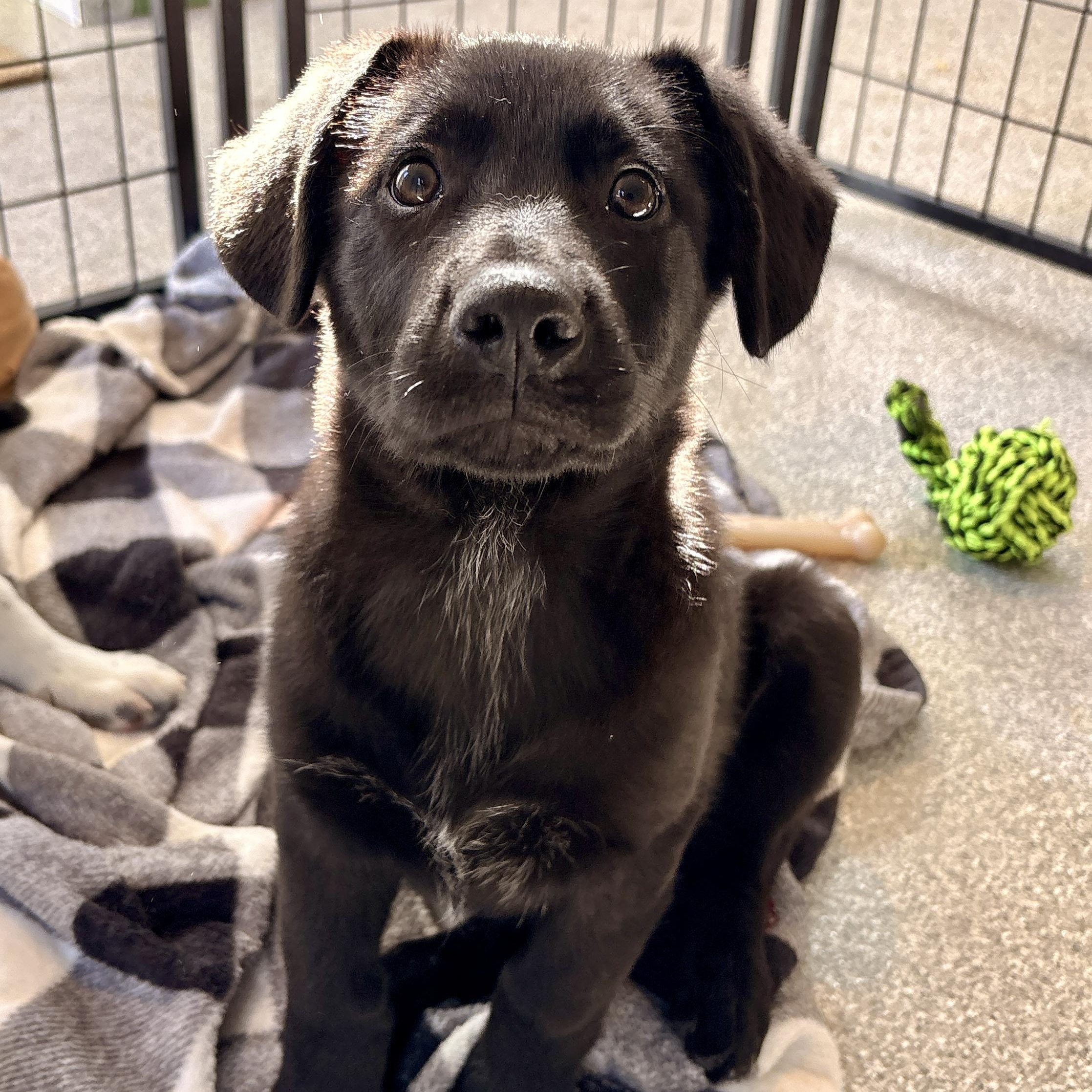 Enlarge Malone, a Adoptable mixed breed in Minneapolis, MN image 3/6
