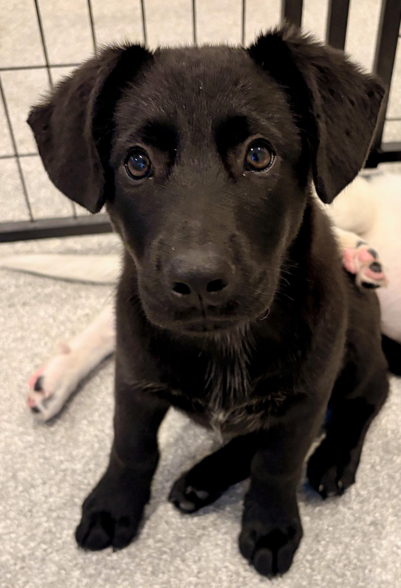 Enlarge Malone, a Adoptable mixed breed in Minneapolis, MN image 2/6