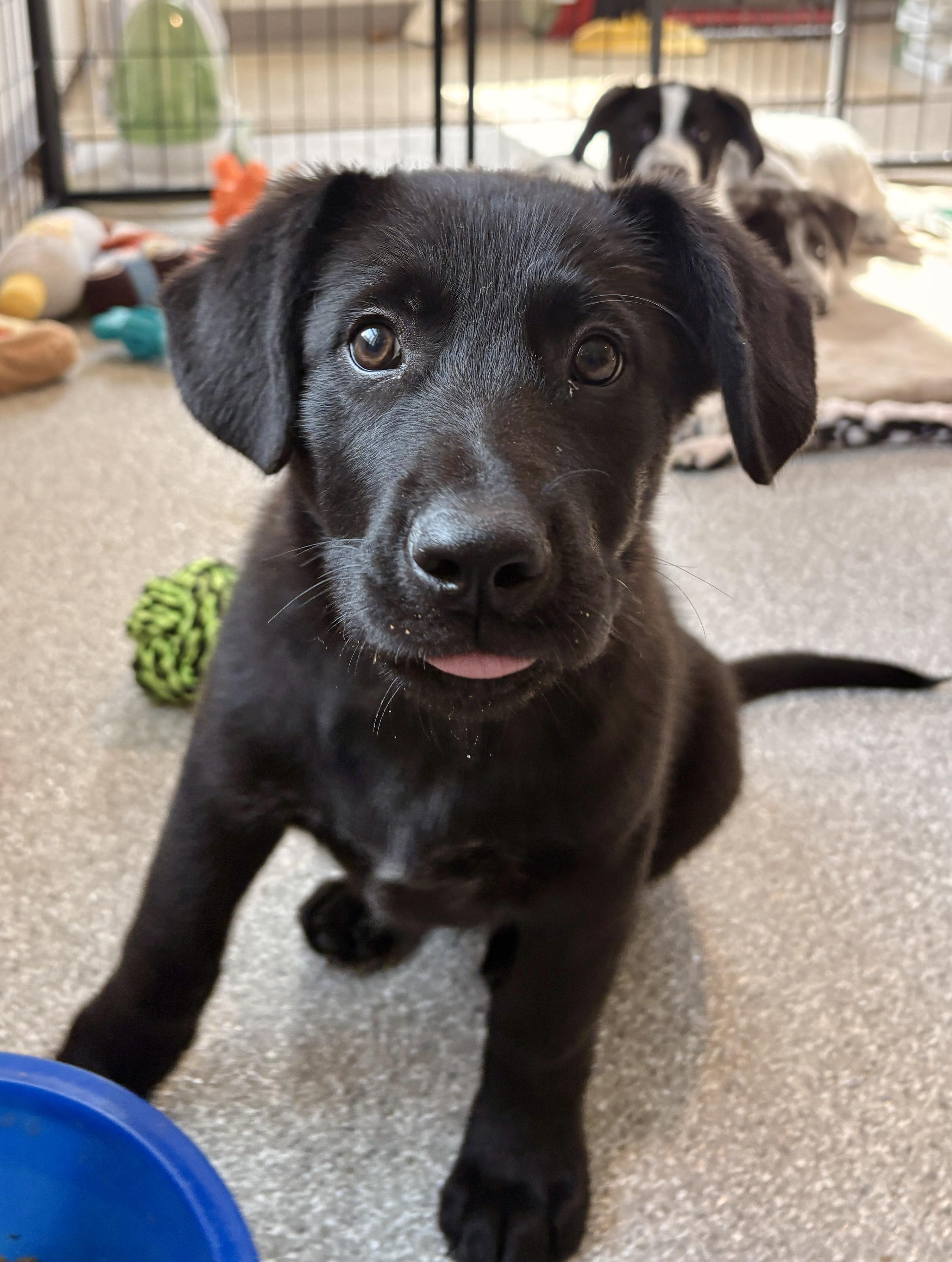 Enlarge Malone, a Adoptable mixed breed in Minneapolis, MN image 4/6