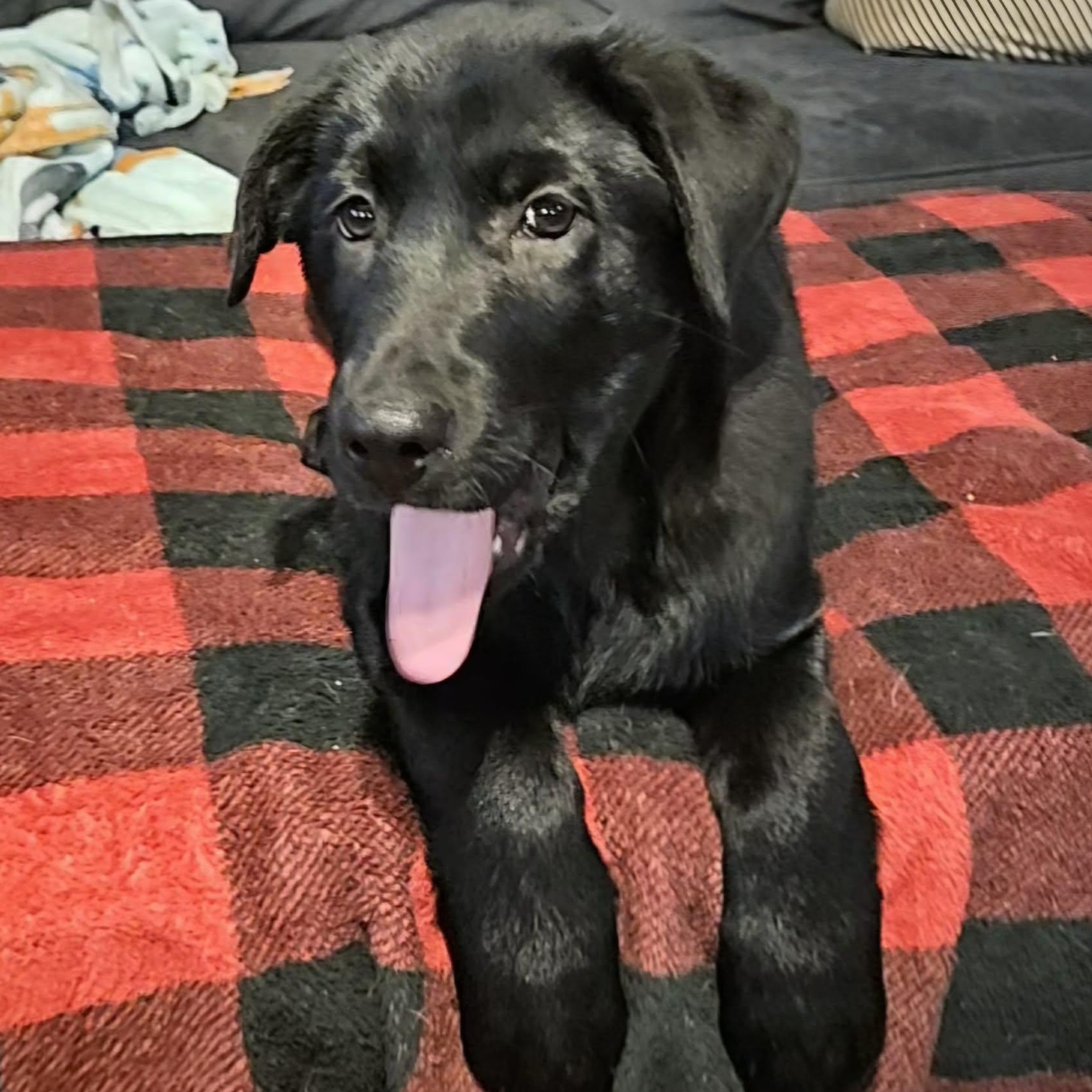Malcolm, Adoptable, Puppy Male Labrador Retriever.