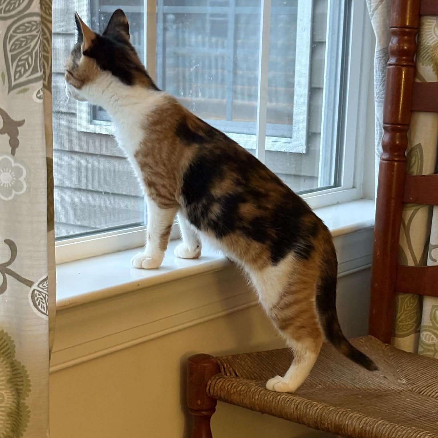 Enlarge Marjorie - in foster home, an adopted Domestic Short Hair in Myrtle Beach, SC image 2/4