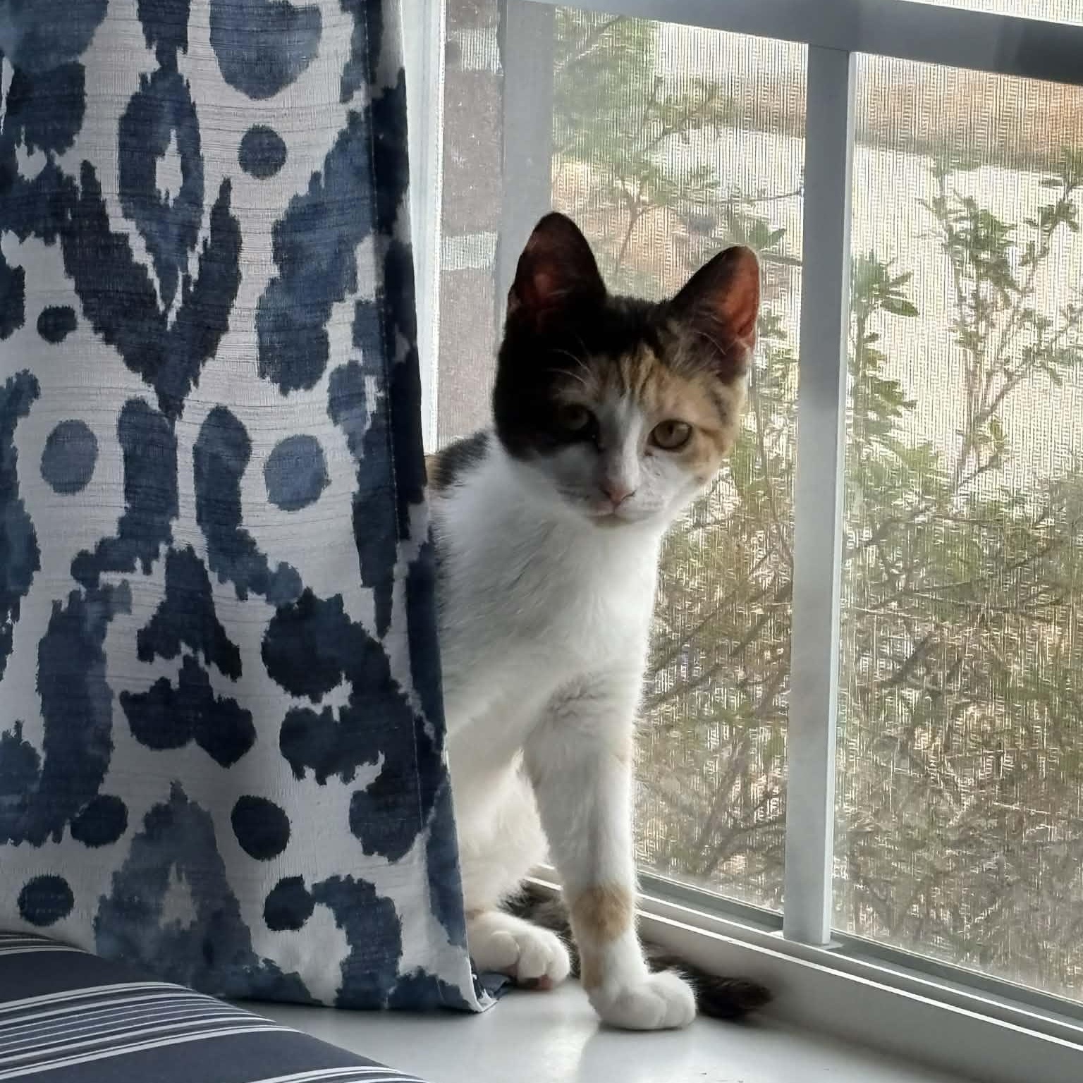 Enlarge Marjorie - in foster home, an adopted Domestic Short Hair in Myrtle Beach, SC image 1/4