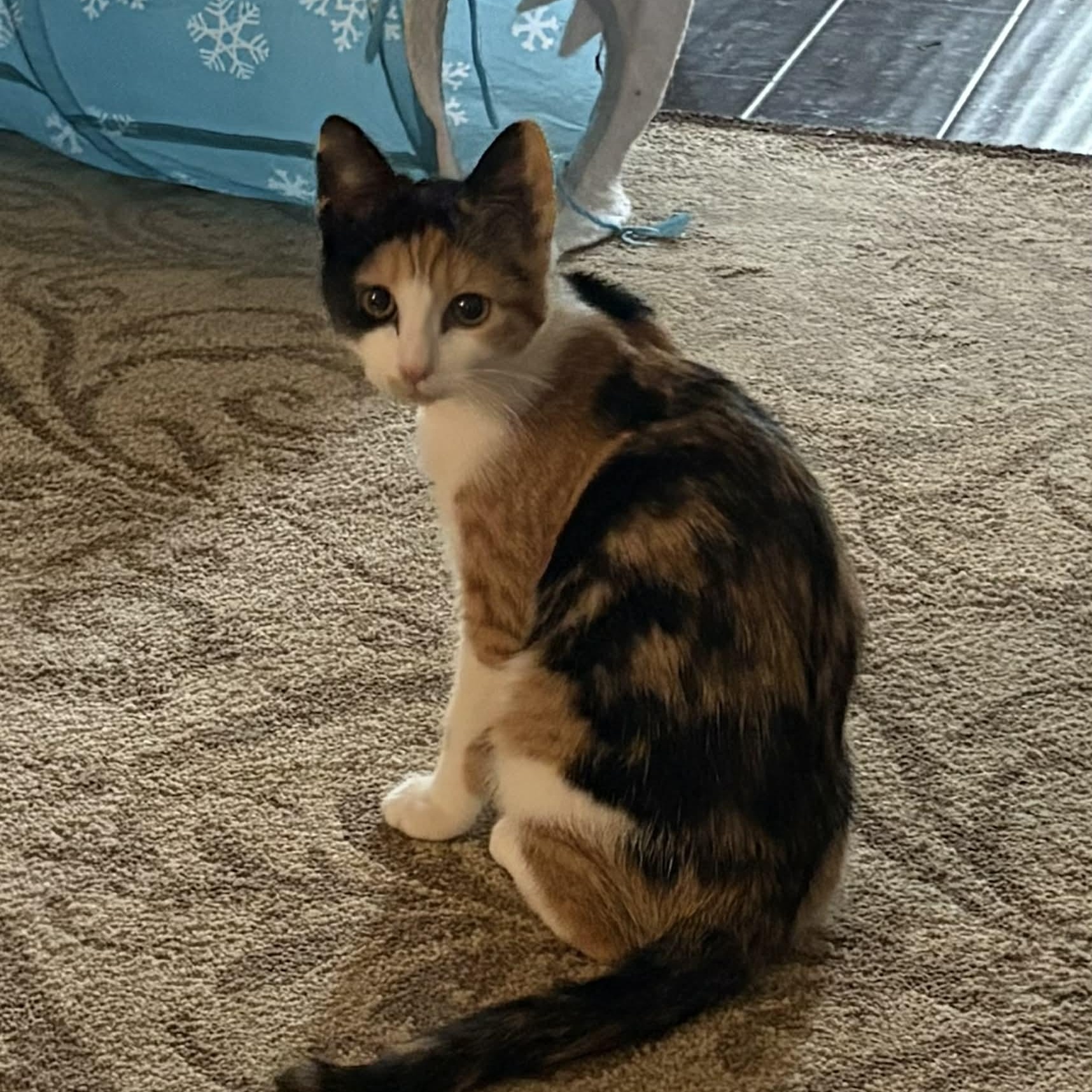 Enlarge Marjorie - in foster home, an adopted Domestic Short Hair in Myrtle Beach, SC image 4/4