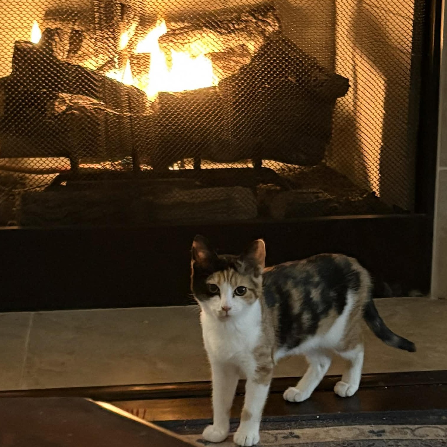 Enlarge Marjorie - in foster home, an adopted Domestic Short Hair in Myrtle Beach, SC image 3/4