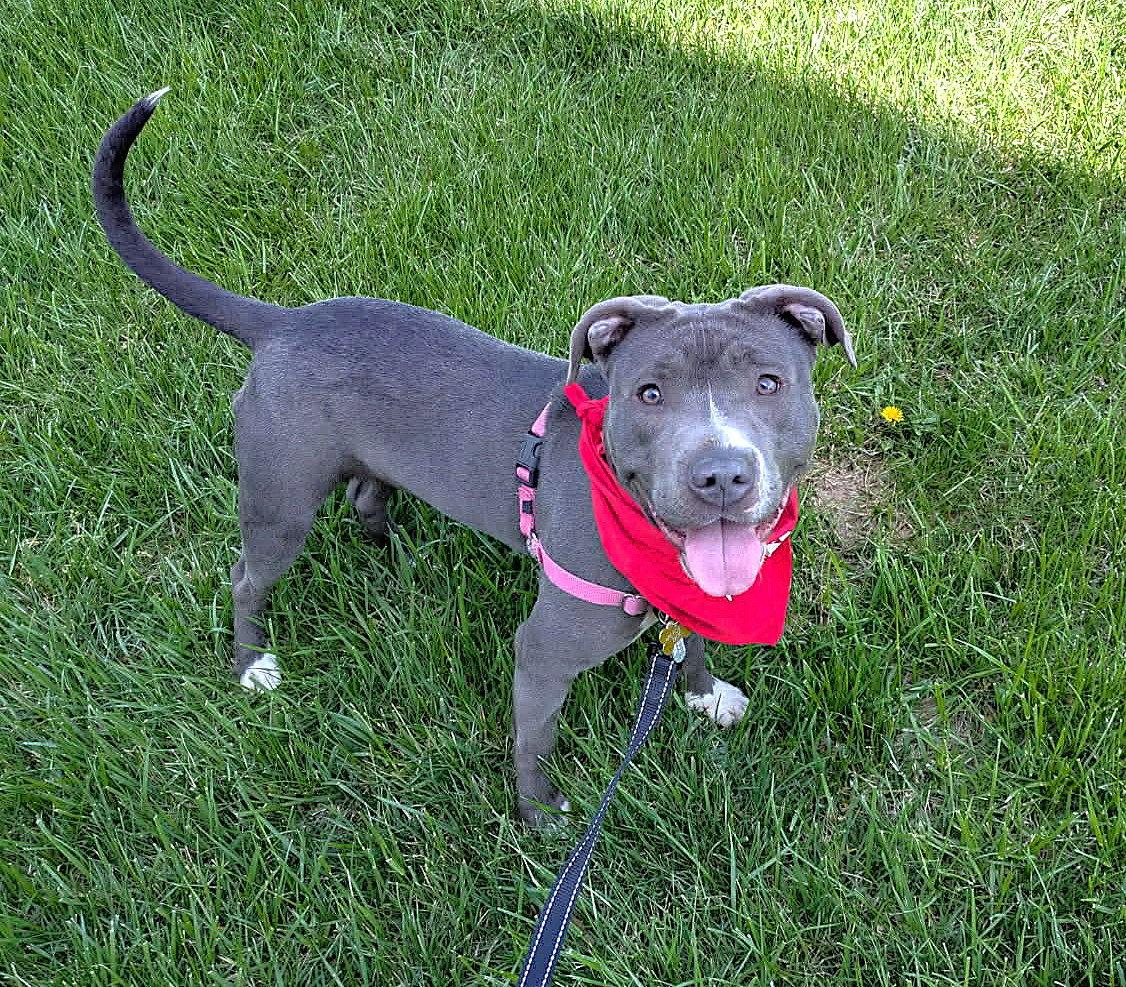 Nelly, Adoptable, Adult Female Mixed Breed.