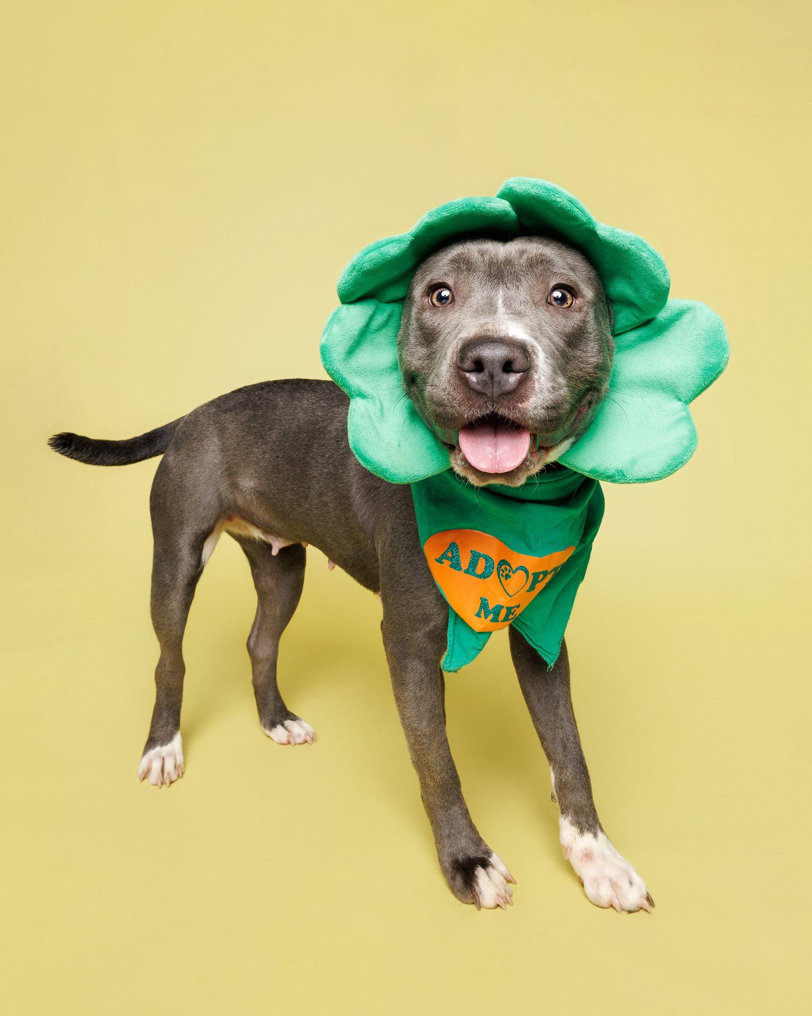Enlarge Nelly, a Adoptable Mixed Breed in Durham, NC image 2/3