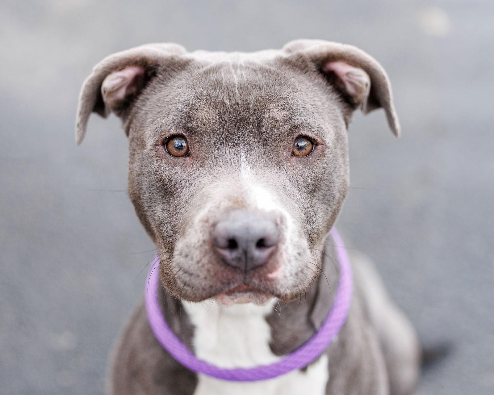 Enlarge Nelly, a Adoptable Mixed Breed in Durham, NC image 2/3