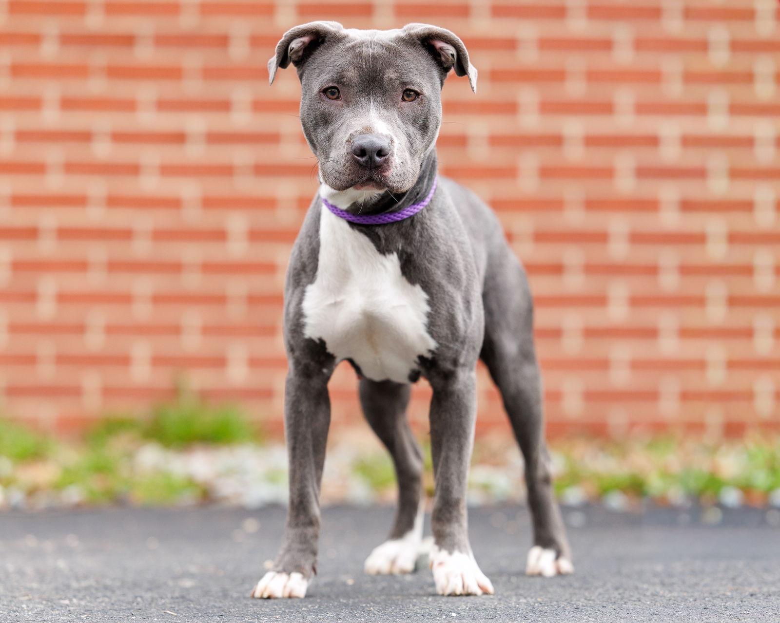 Enlarge Nelly, a Adoptable Mixed Breed in Durham, NC image 3/3