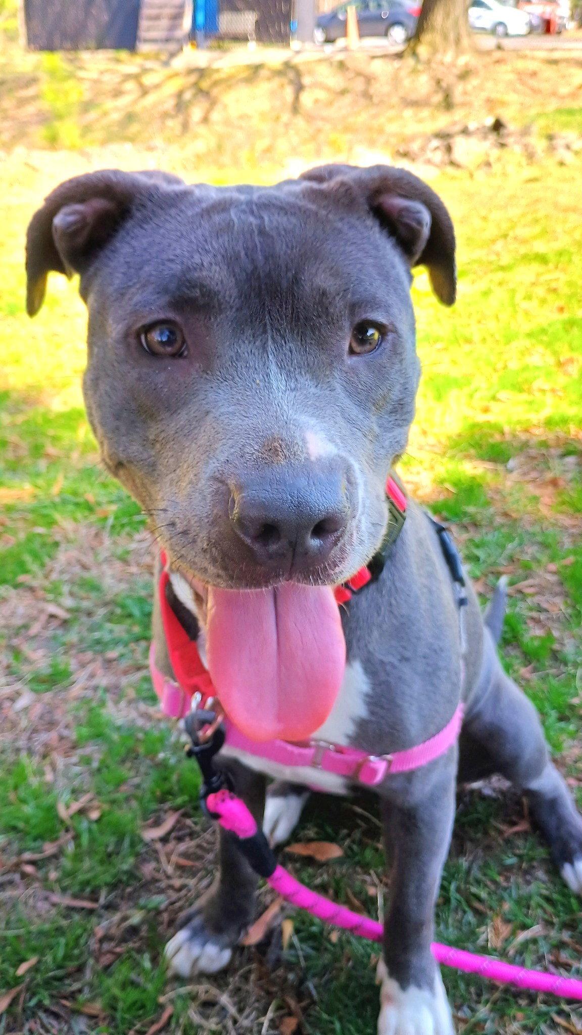 Enlarge Nelly, a Adoptable Mixed Breed in Durham, NC image 3/3