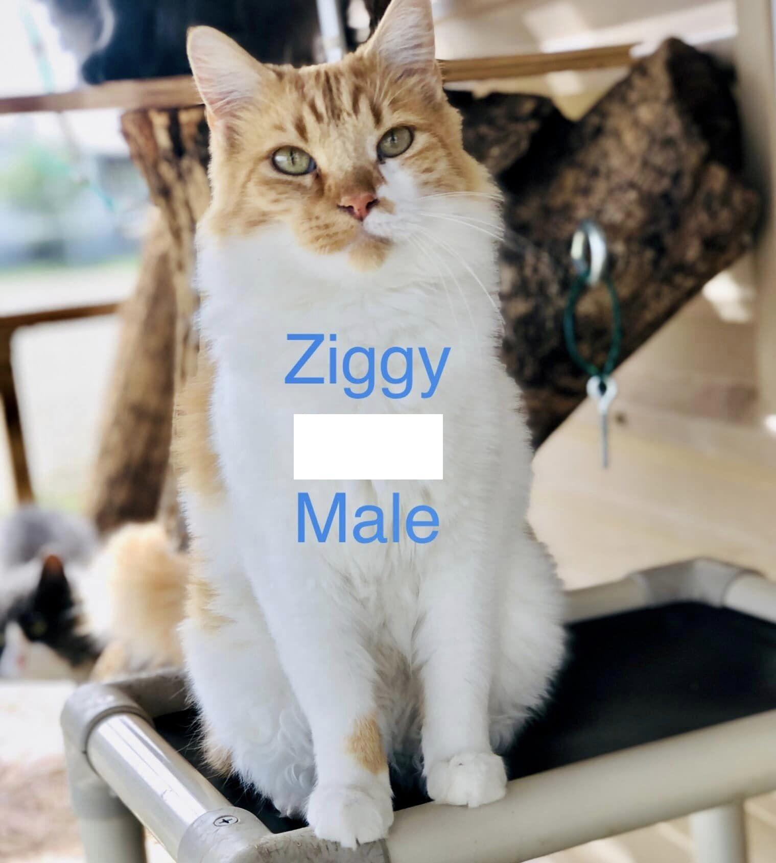 Ziggy photo