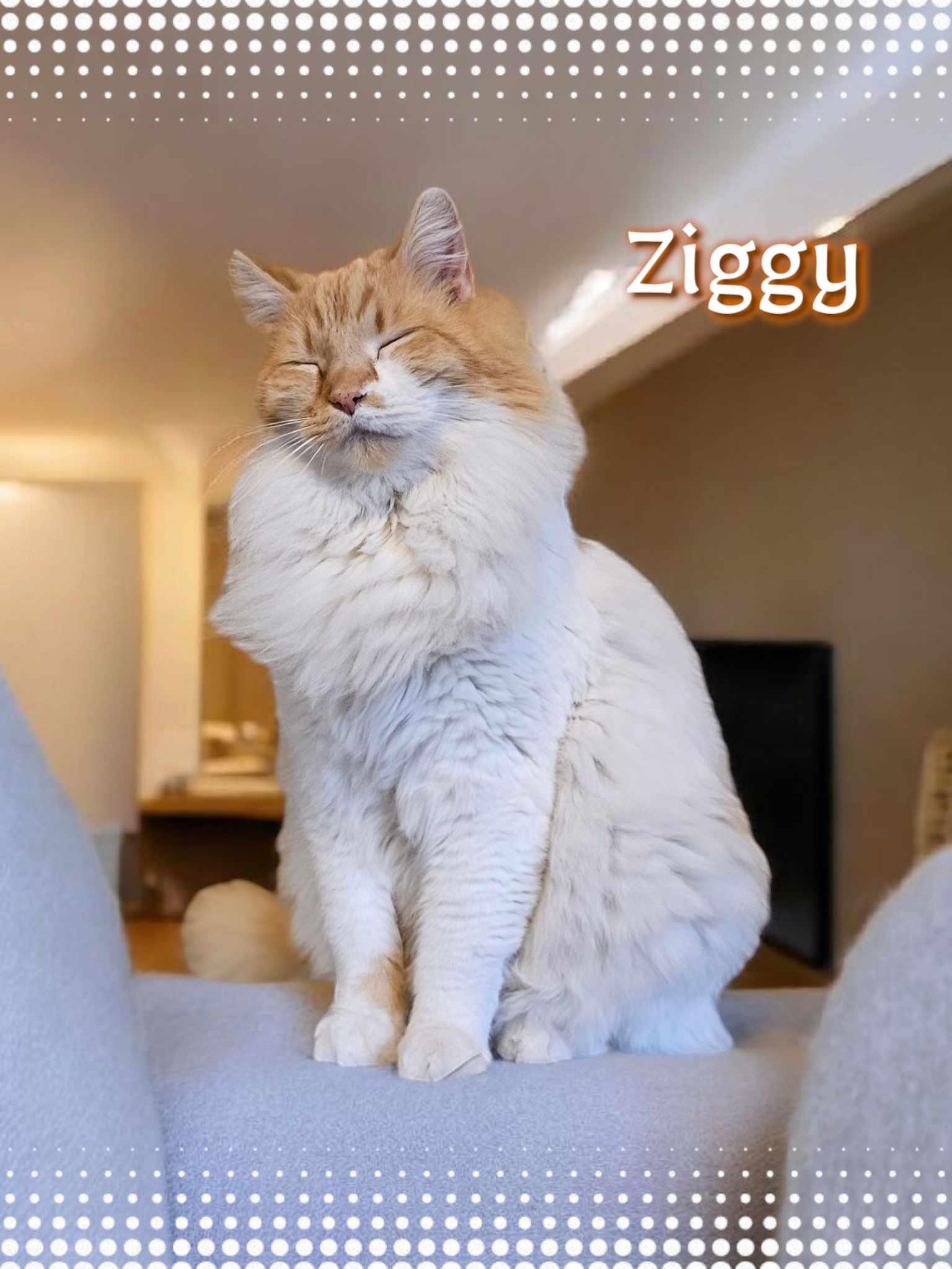 Enlarge Ziggy, a Adoptable mixed breed in San Angelo , TX image 2/6