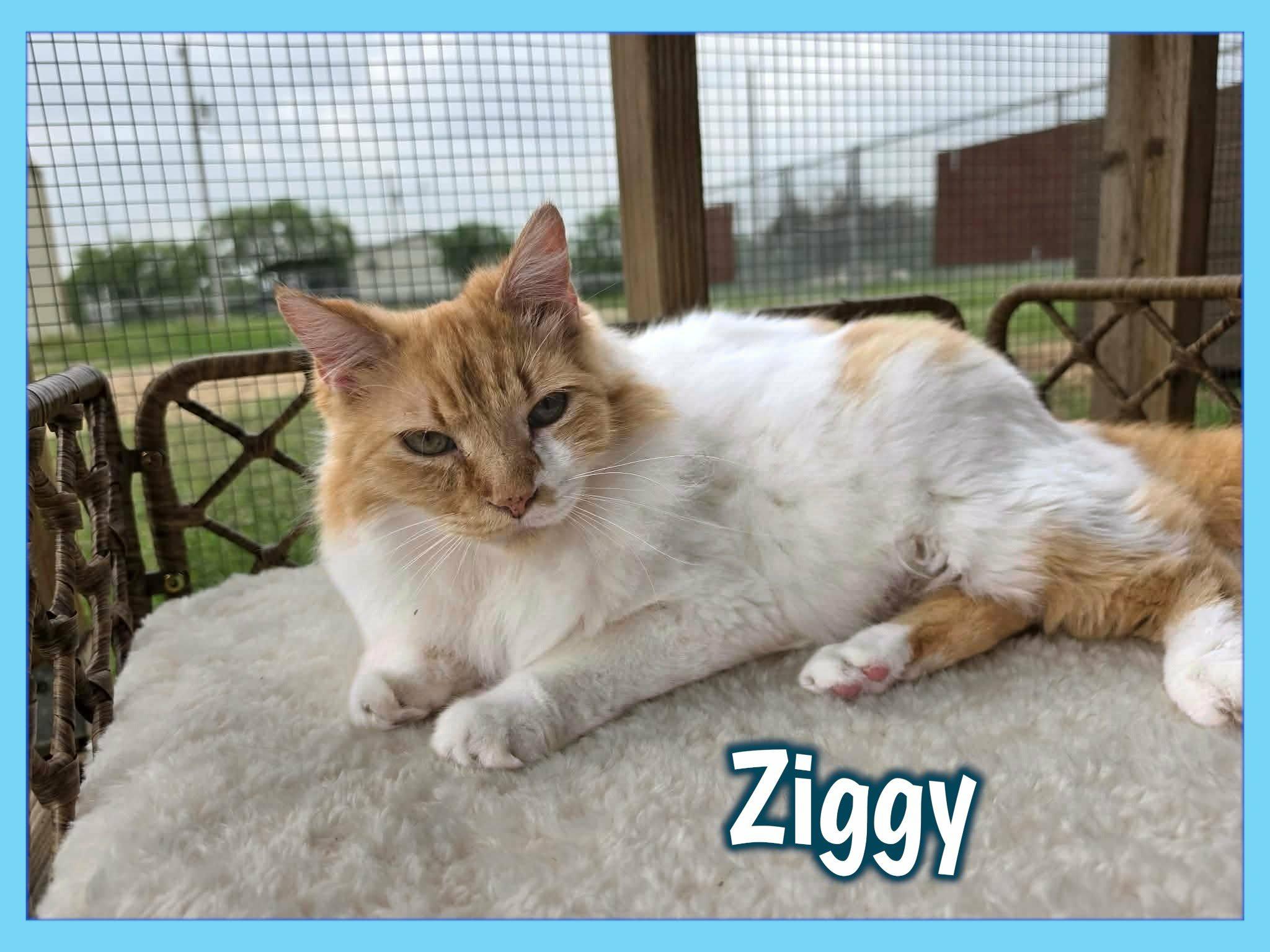 Enlarge Ziggy, a Adoptable mixed breed in San Angelo , TX image 3/6