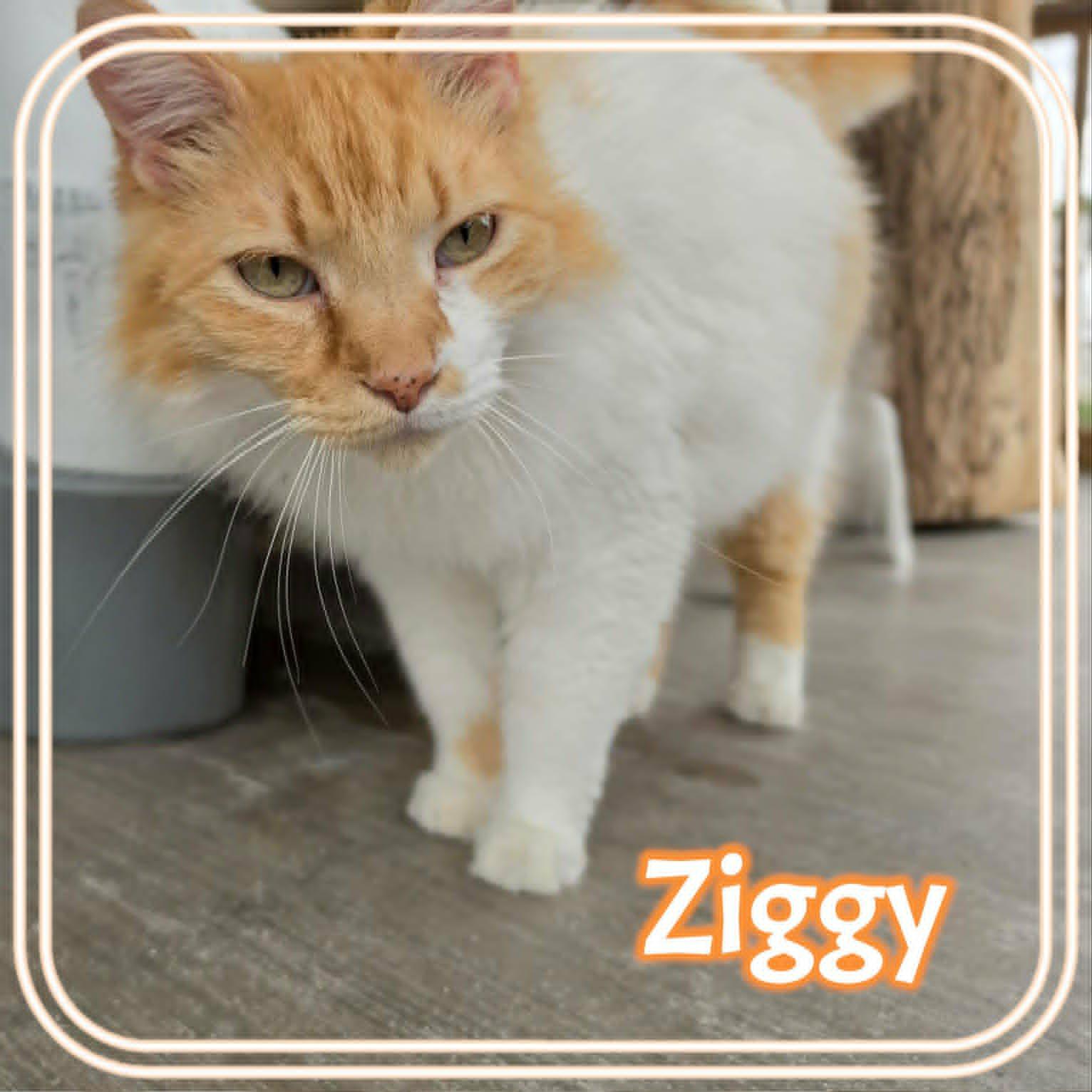 Enlarge Ziggy, a Adoptable mixed breed in San Angelo , TX image 4/6