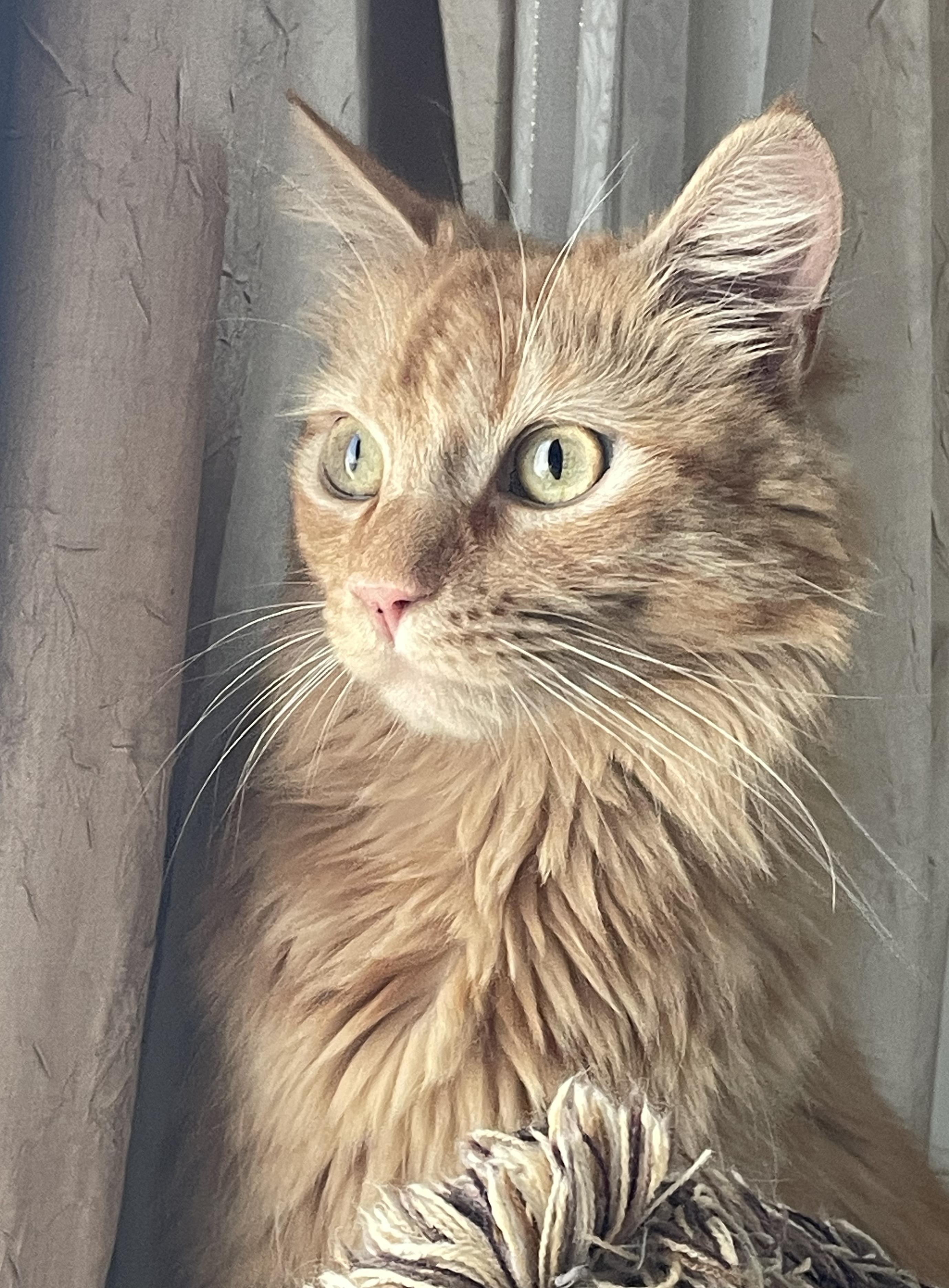 Enlarge Romeo, a Adoptable Domestic Medium Hair in Sherman Oaks, CA image 2/5