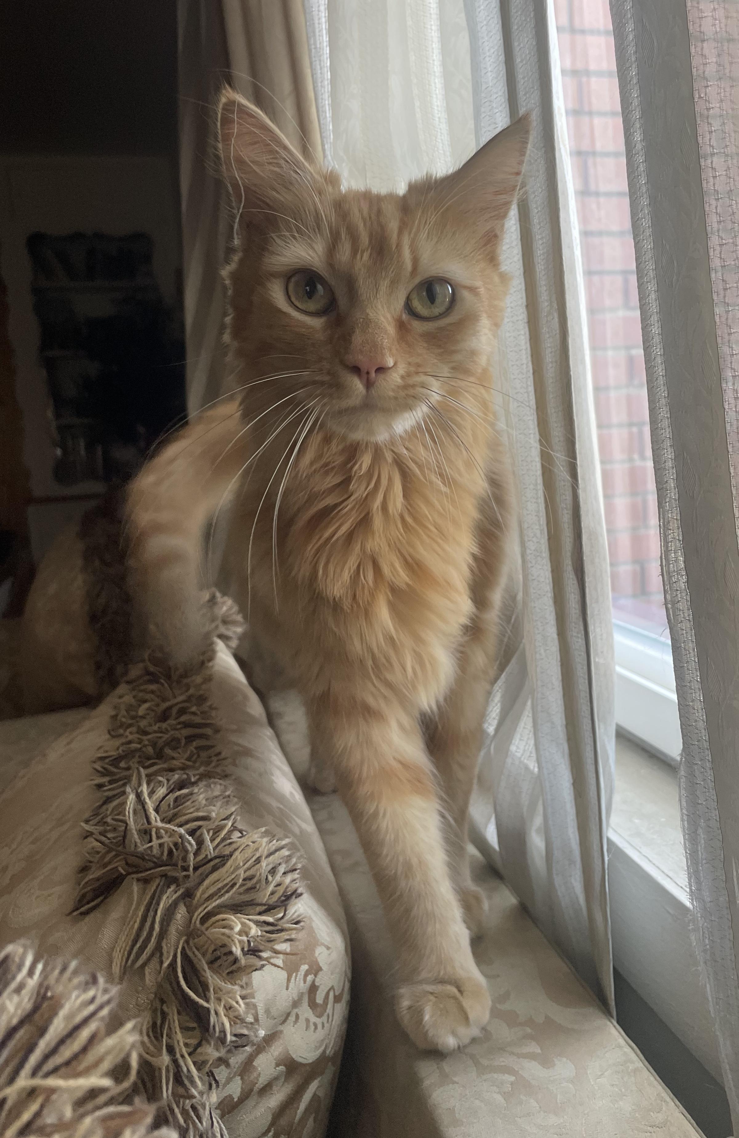 Enlarge Romeo, a Adoptable Domestic Medium Hair in Sherman Oaks, CA image 3/5