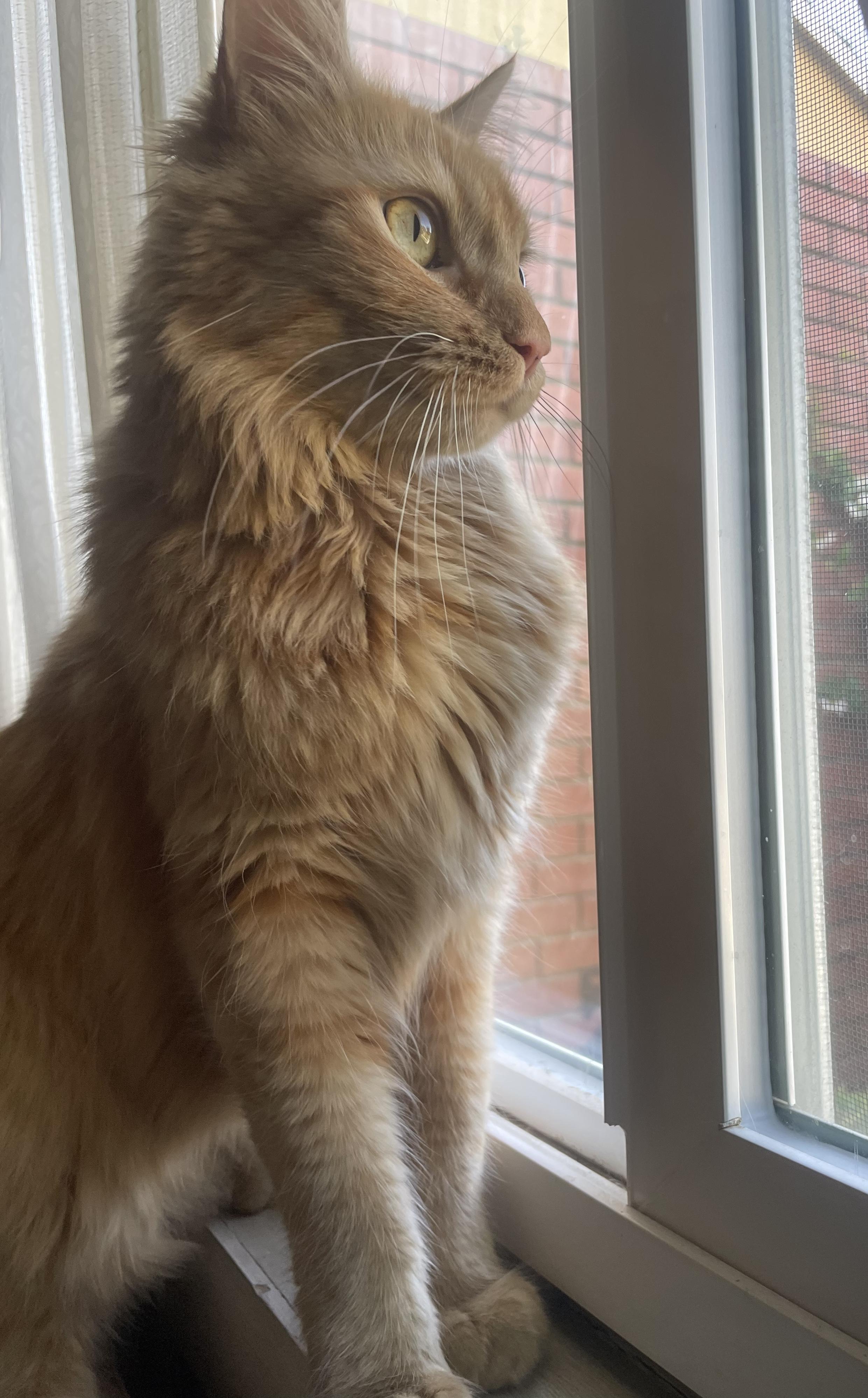 Enlarge Romeo, a Adoptable Domestic Medium Hair in Sherman Oaks, CA image 5/5