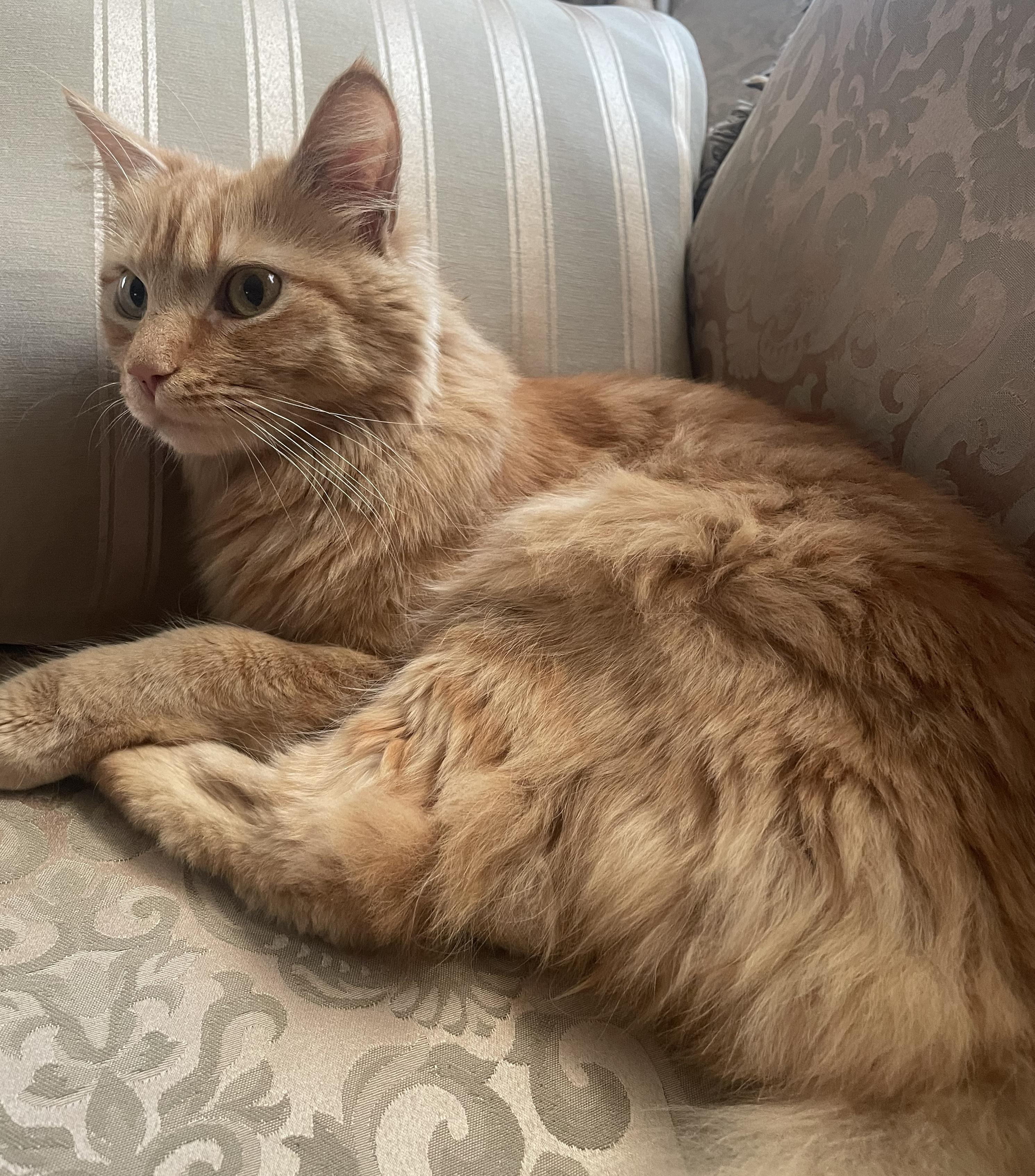 Romeo, Adoptable, Adult Male Domestic Medium Hair.