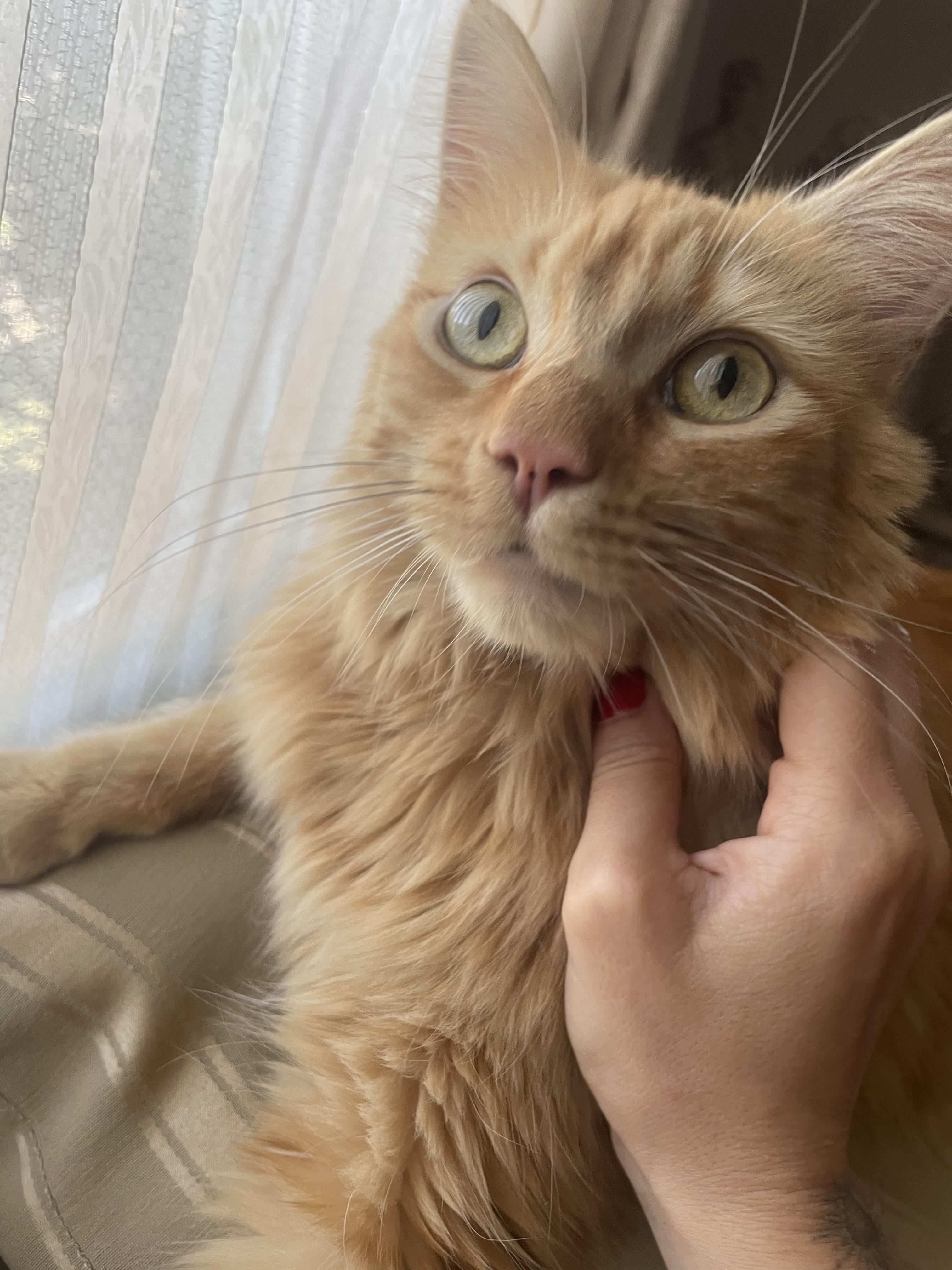 Enlarge Romeo, a Adoptable Domestic Medium Hair in Sherman Oaks, CA image 4/5