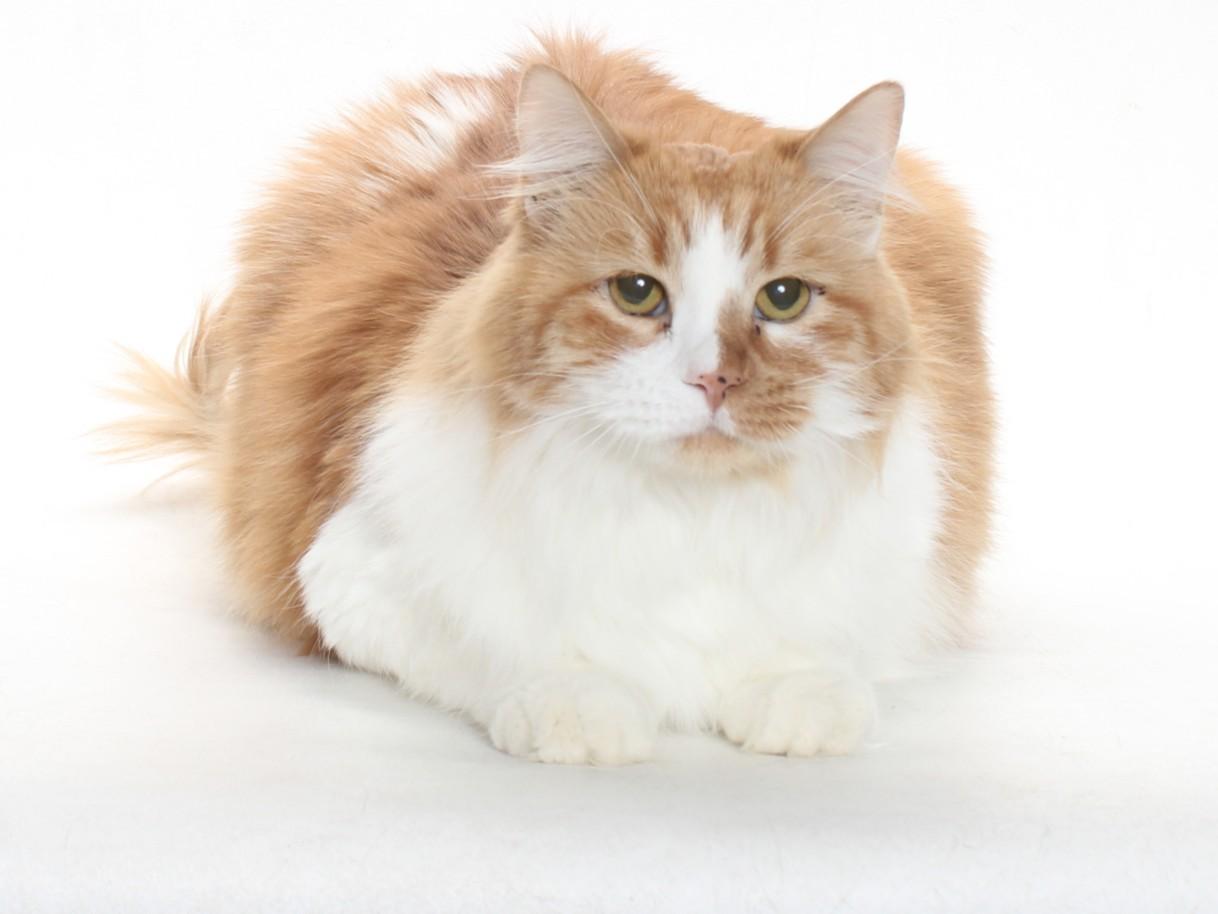 Enlarge MANDY, a Adoptable Domestic Short Hair in Burbank, CA image 1/1
