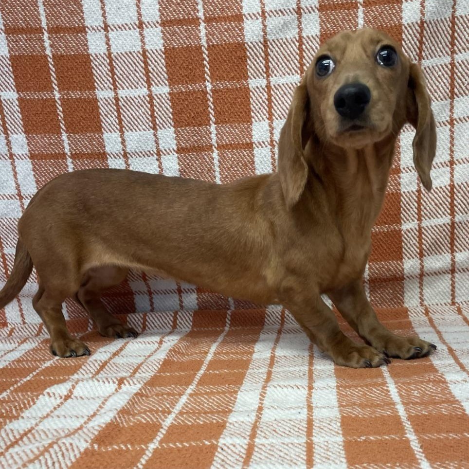 Enlarge Tater Tot, an adopted Dachshund in Benld, IL image 1/1