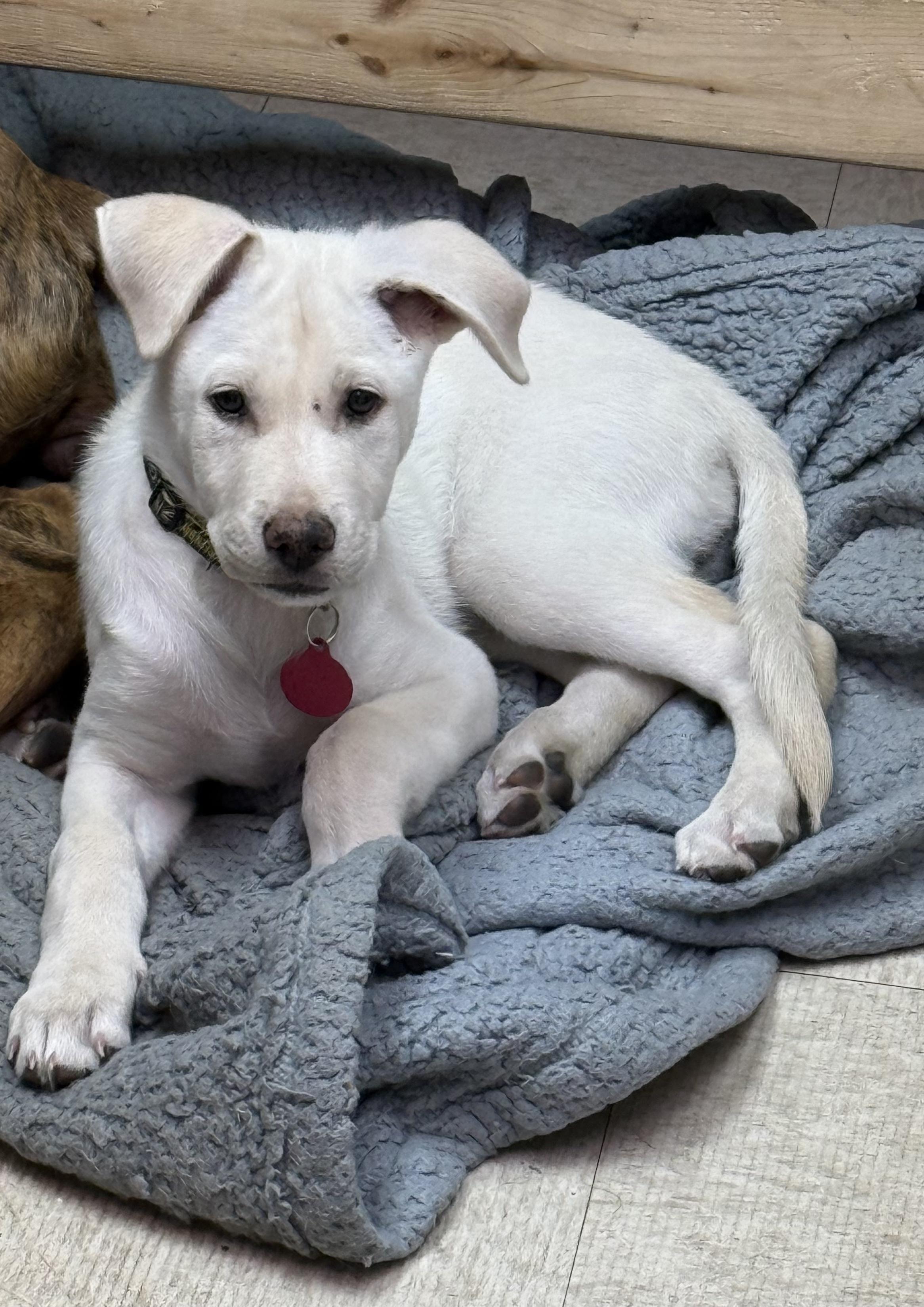 **PADDINGTON**, Adoptable, Puppy Female Labrador Retriever.