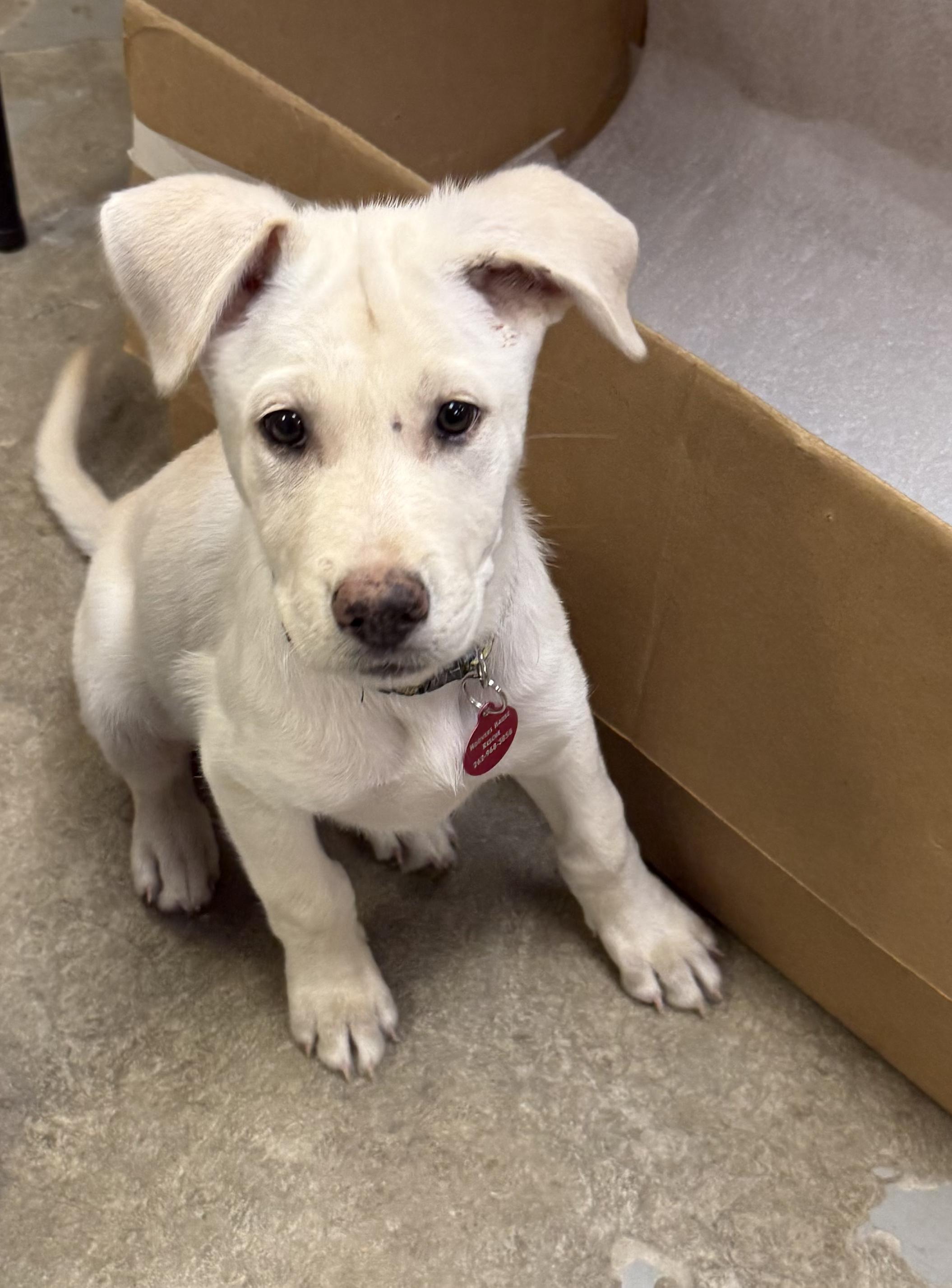 Enlarge **PADDINGTON**, a Adoptable mixed breed in North Prairie, WI image 2/2