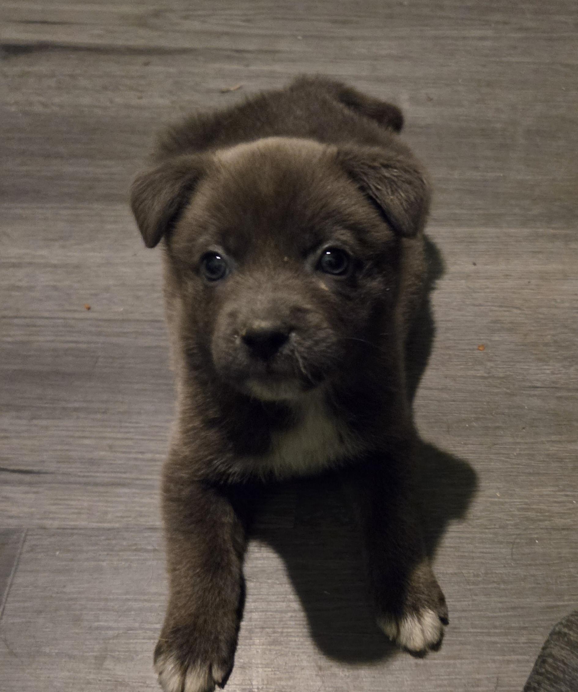Enlarge Chowder, an adopted mixed breed in Montgomery, IL image 2/4