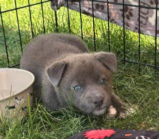 Chowder, adopted, Puppy Female Corgi & Chihuahua.
