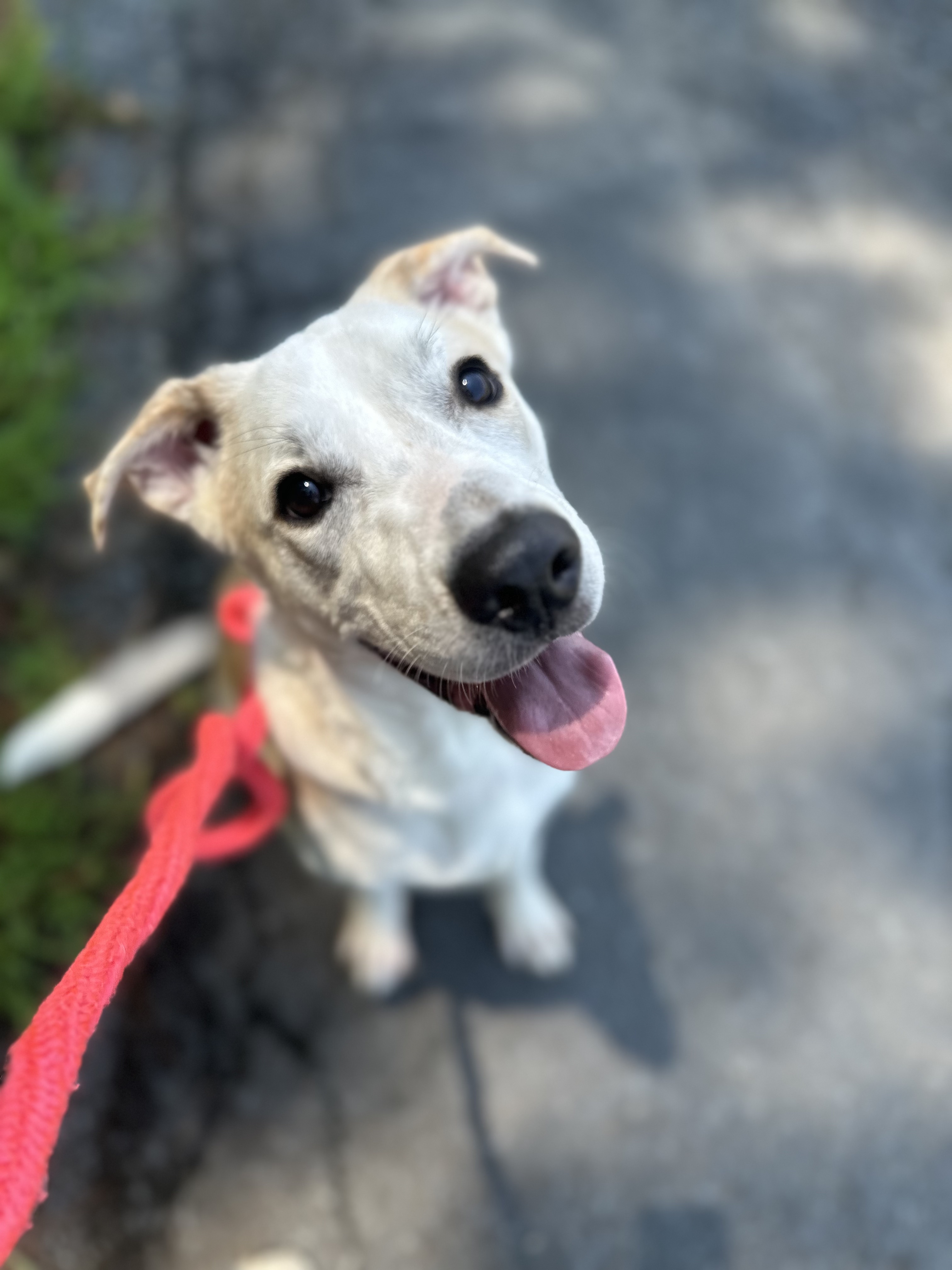 Zeus, Young Male Labrador Retriever