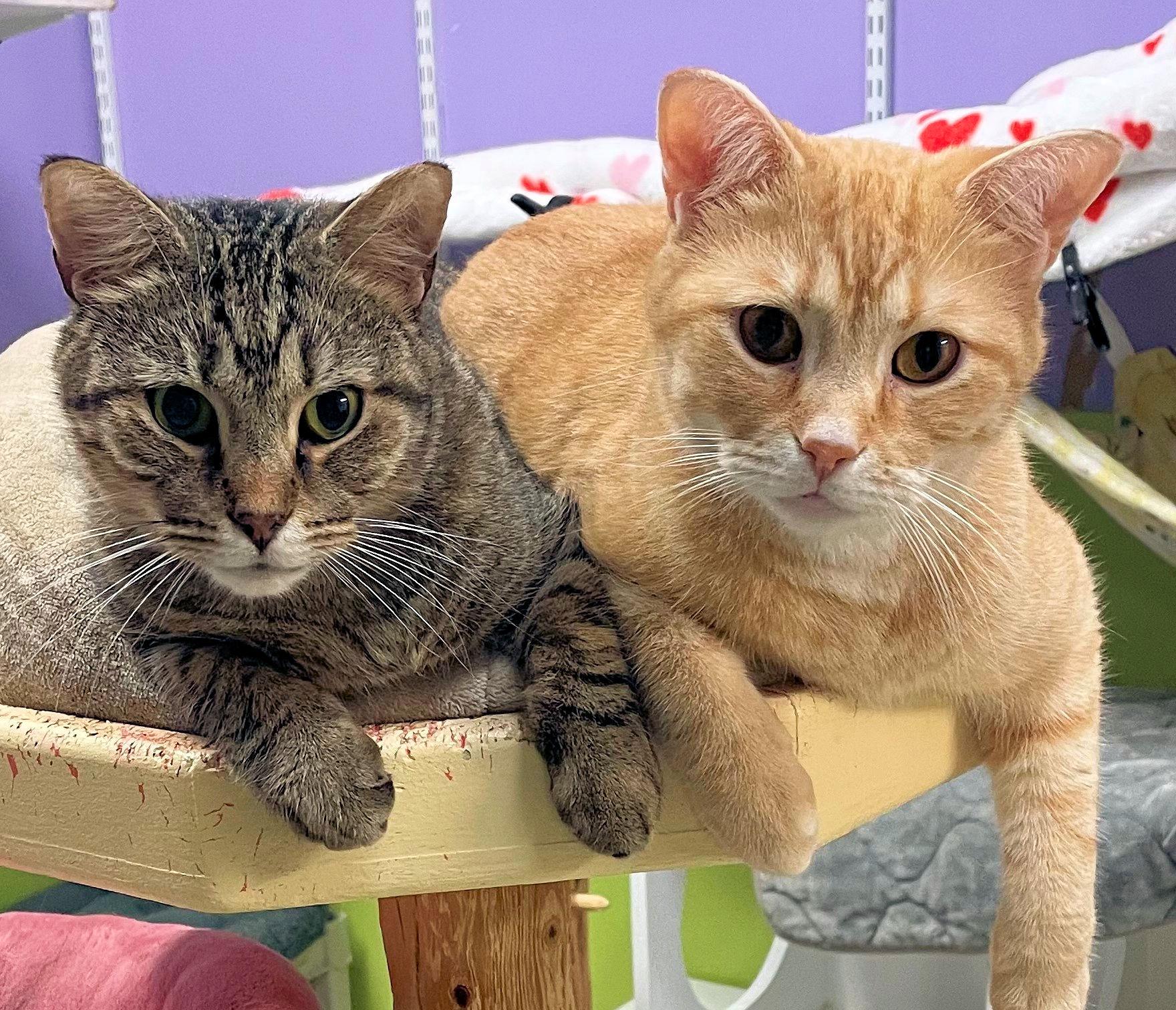 Sultan and Prince