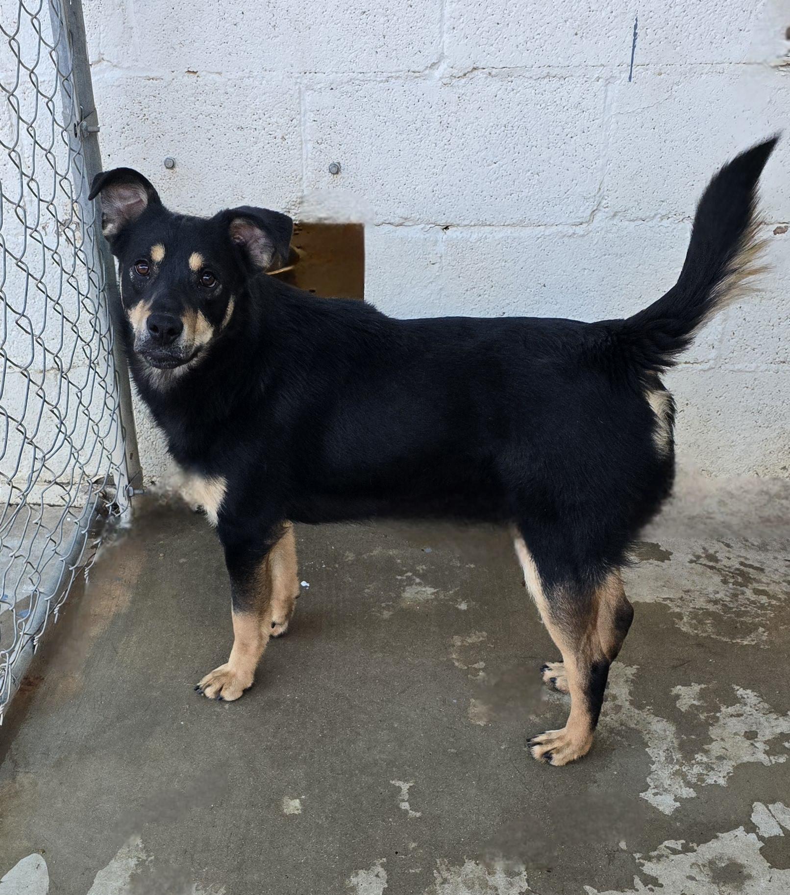Enlarge Isabella, a Adoptable mixed breed in Lubbock, TX image 1/2