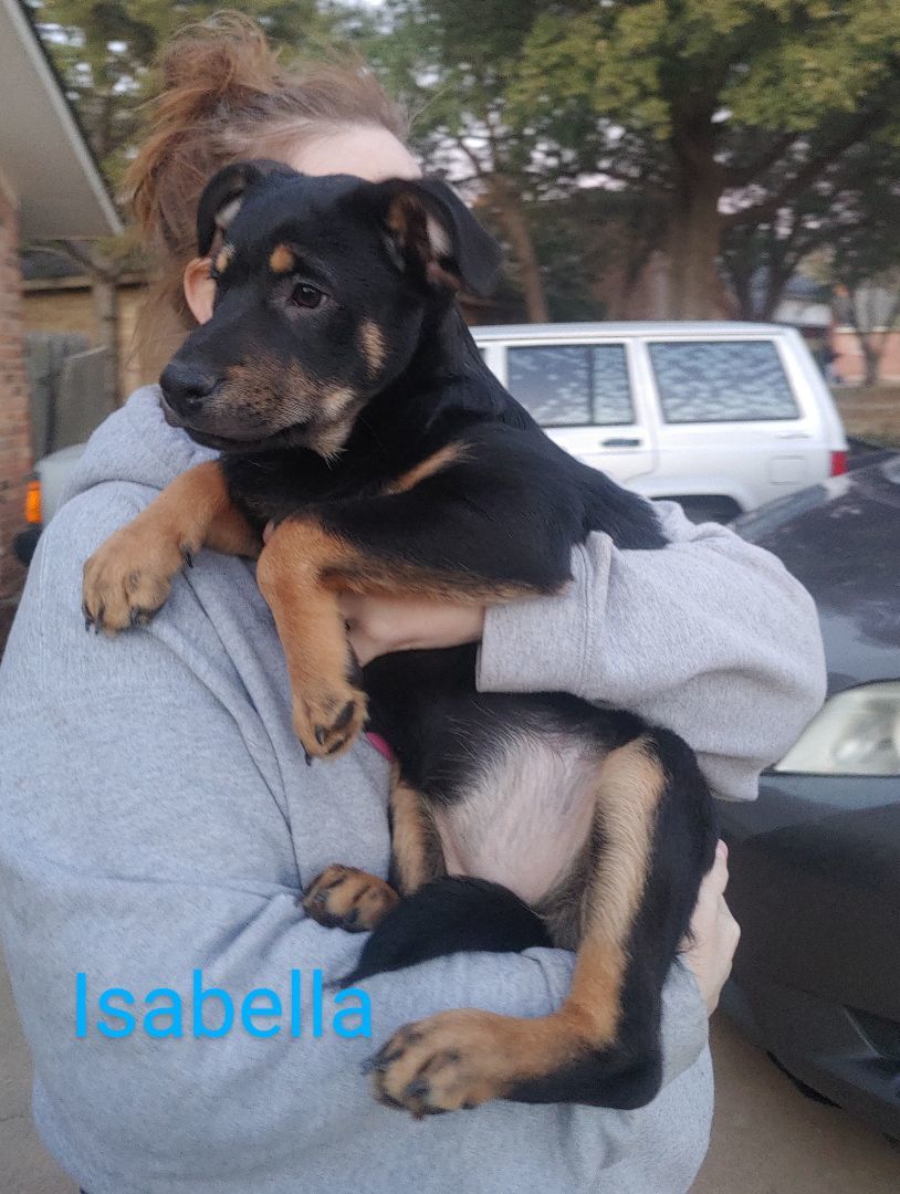 Enlarge Isabella, a Adoptable mixed breed in Lubbock, TX image 2/2