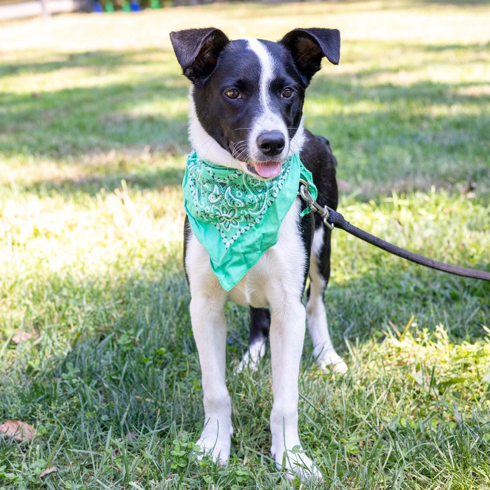 Enlarge Roscoe (Male), a Adoptable mixed breed in West Grove, PA image 3/6