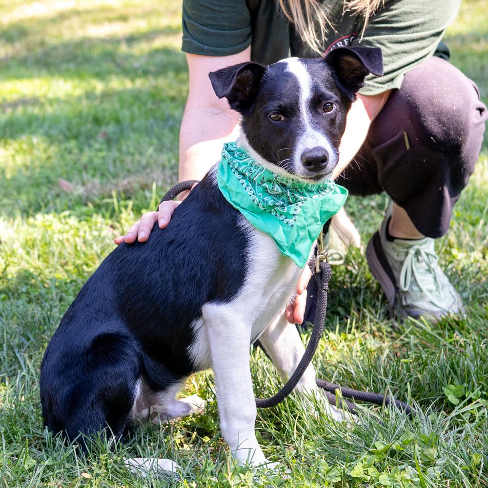 Enlarge Roscoe (Male), a Adoptable mixed breed in West Grove, PA image 5/6