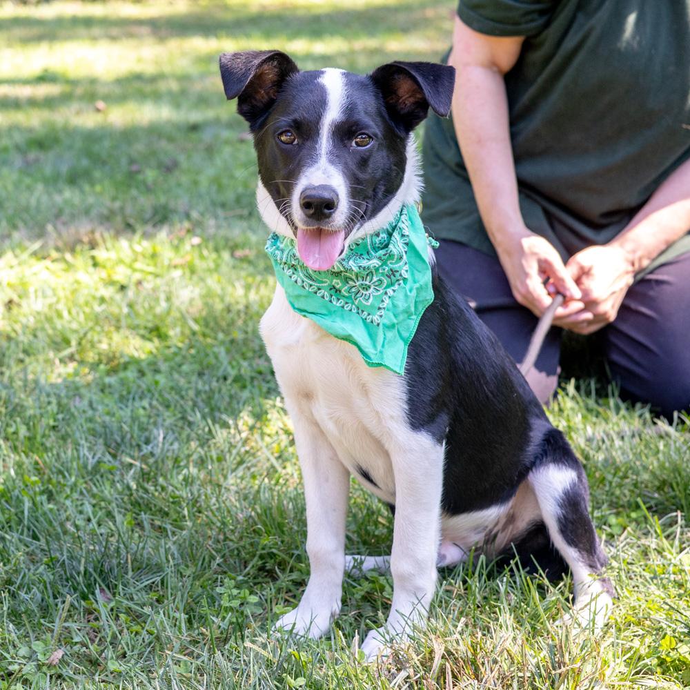 Enlarge Roscoe (Male), a Adoptable mixed breed in West Grove, PA image 2/6