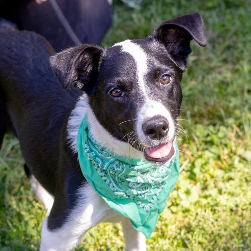 Enlarge Roscoe (Male), a Adoptable mixed breed in West Grove, PA image 4/6
