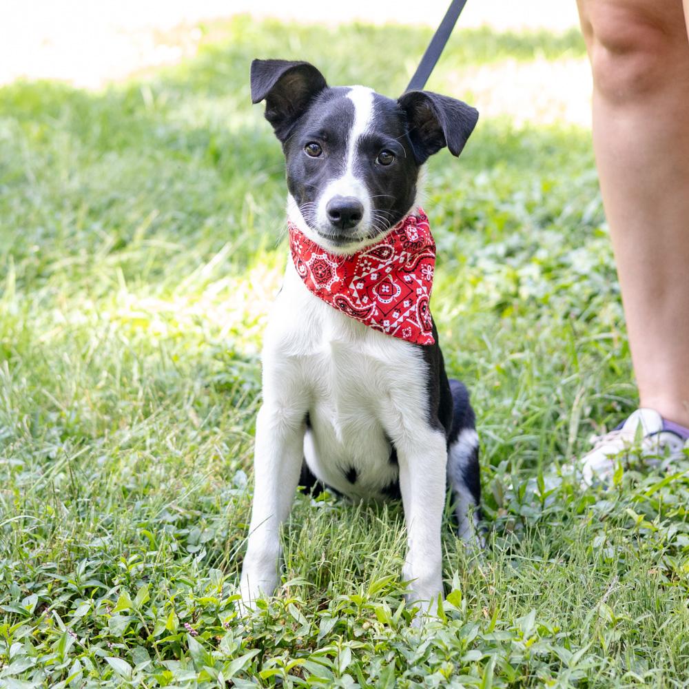 Enlarge Merle (Male), a Adoptable mixed breed in West Grove, PA image 1/6
