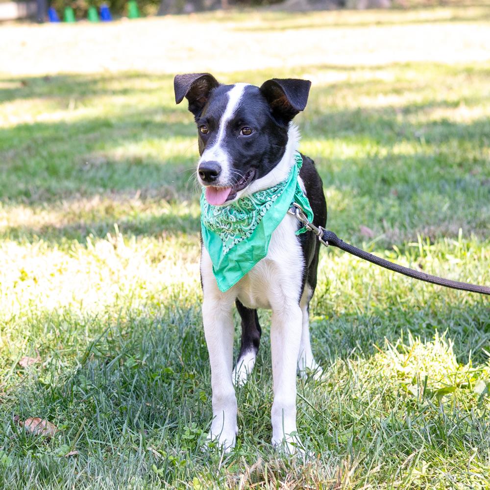 Enlarge Roscoe (Male), a Adoptable mixed breed in West Grove, PA image 6/6