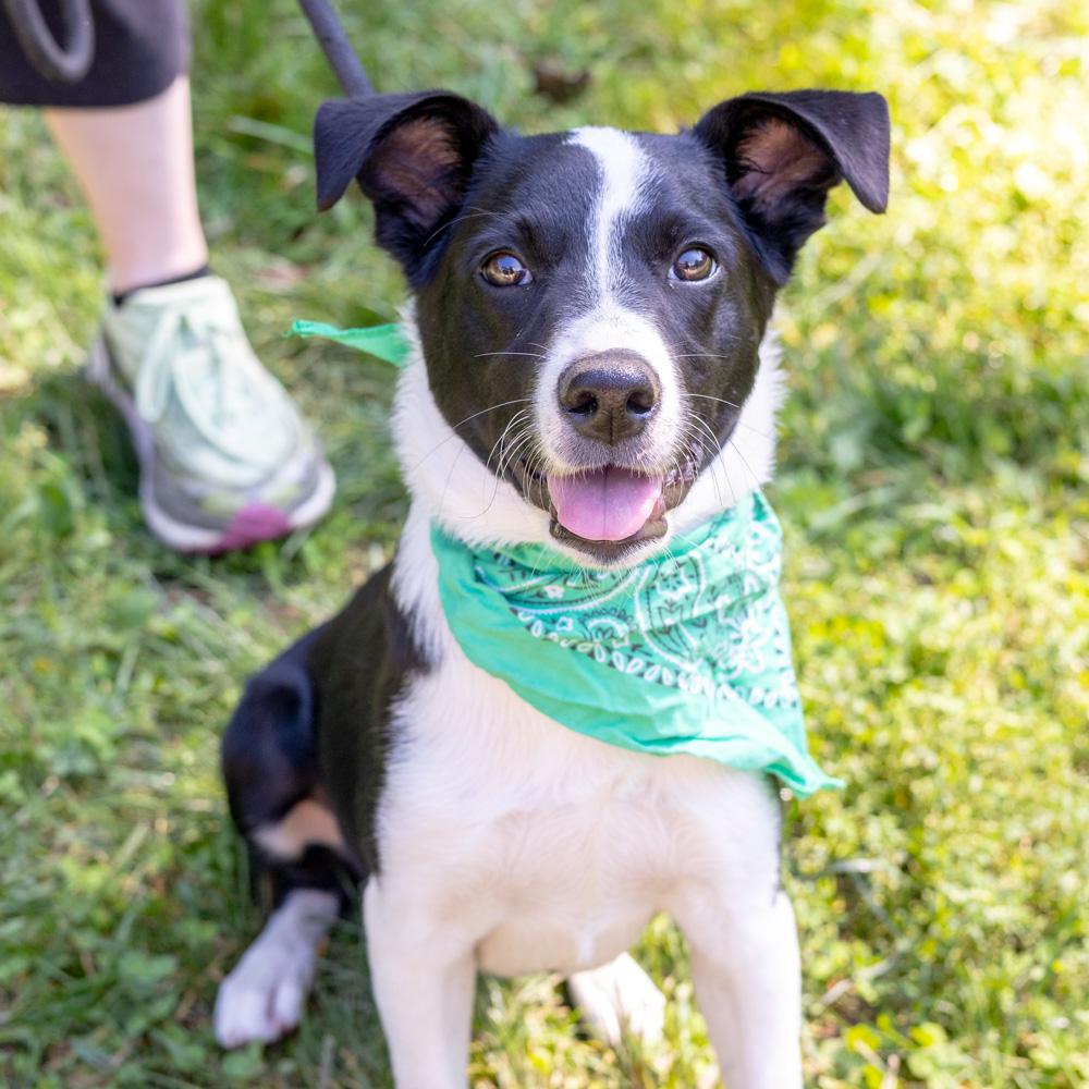 Roscoe (Male), Adoptable, Puppy Male Australian Cattle Dog / Blue Heeler & Pointer.