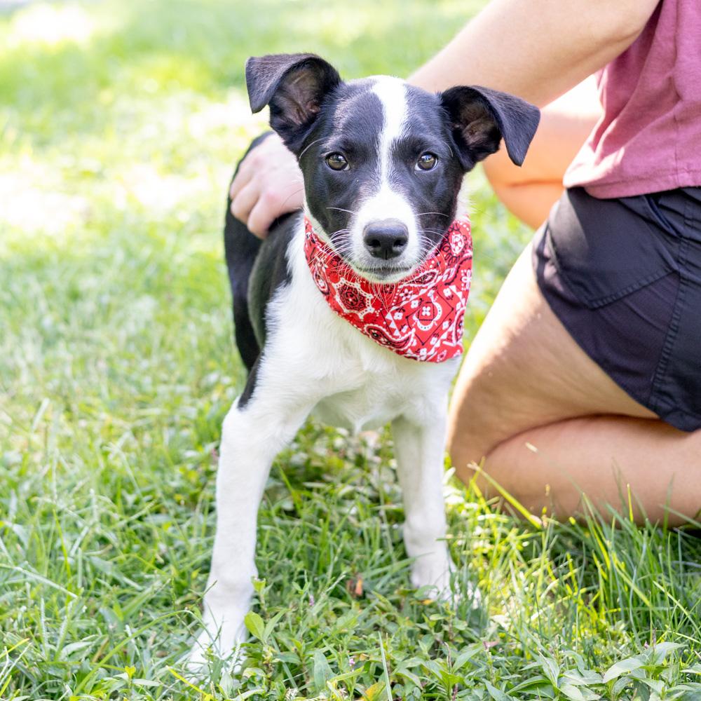 Enlarge Merle (Male), a Adoptable mixed breed in West Grove, PA image 2/6
