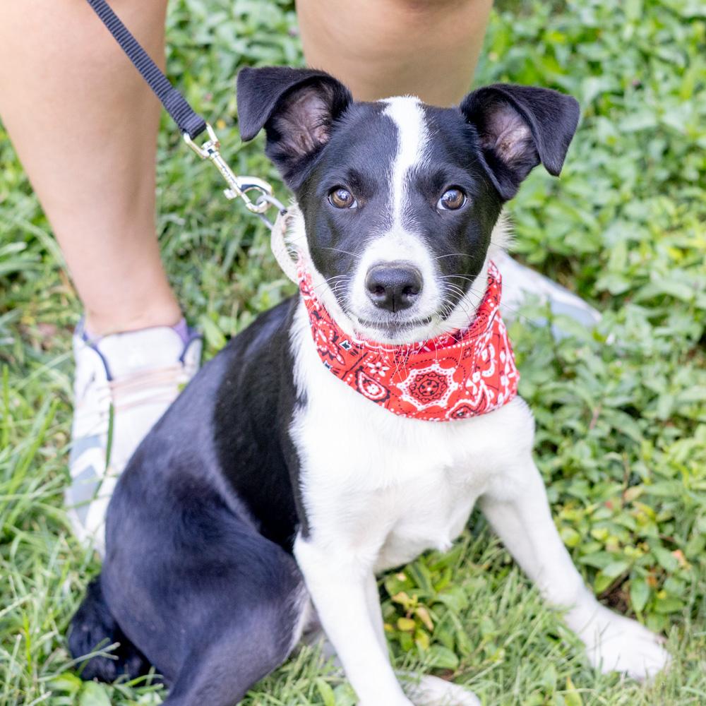 Enlarge Merle (Male), a Adoptable mixed breed in West Grove, PA image 5/6