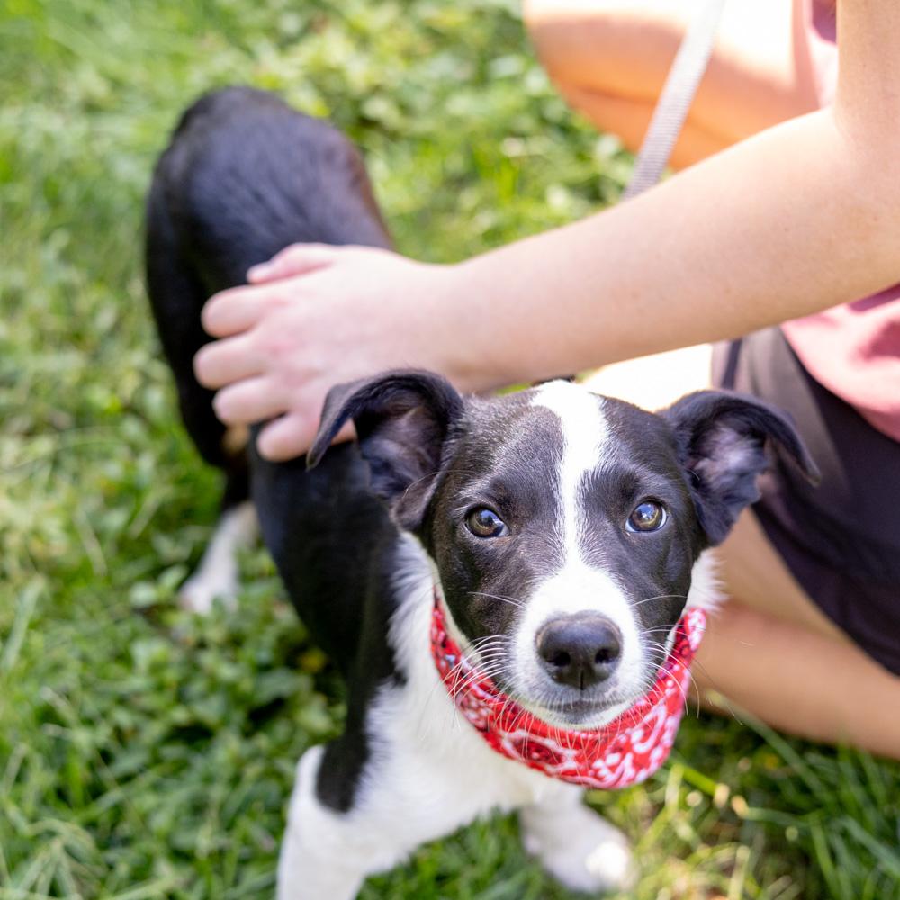 Enlarge Merle (Male), a Adoptable mixed breed in West Grove, PA image 4/6