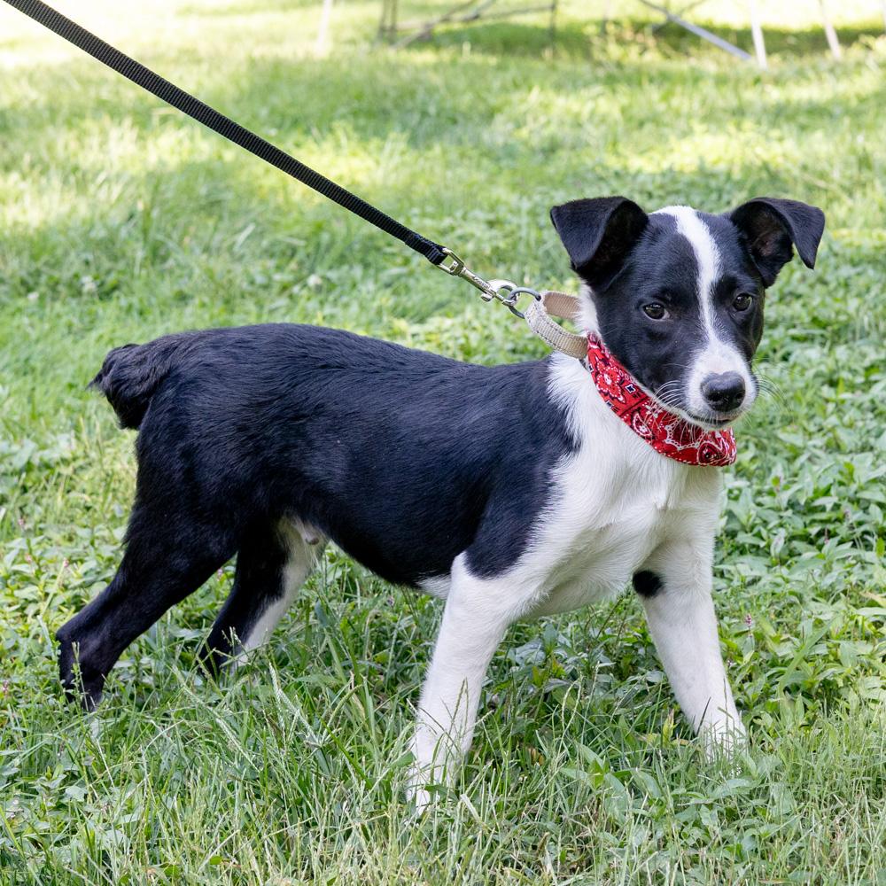 Enlarge Merle (Male), a Adoptable mixed breed in West Grove, PA image 6/6